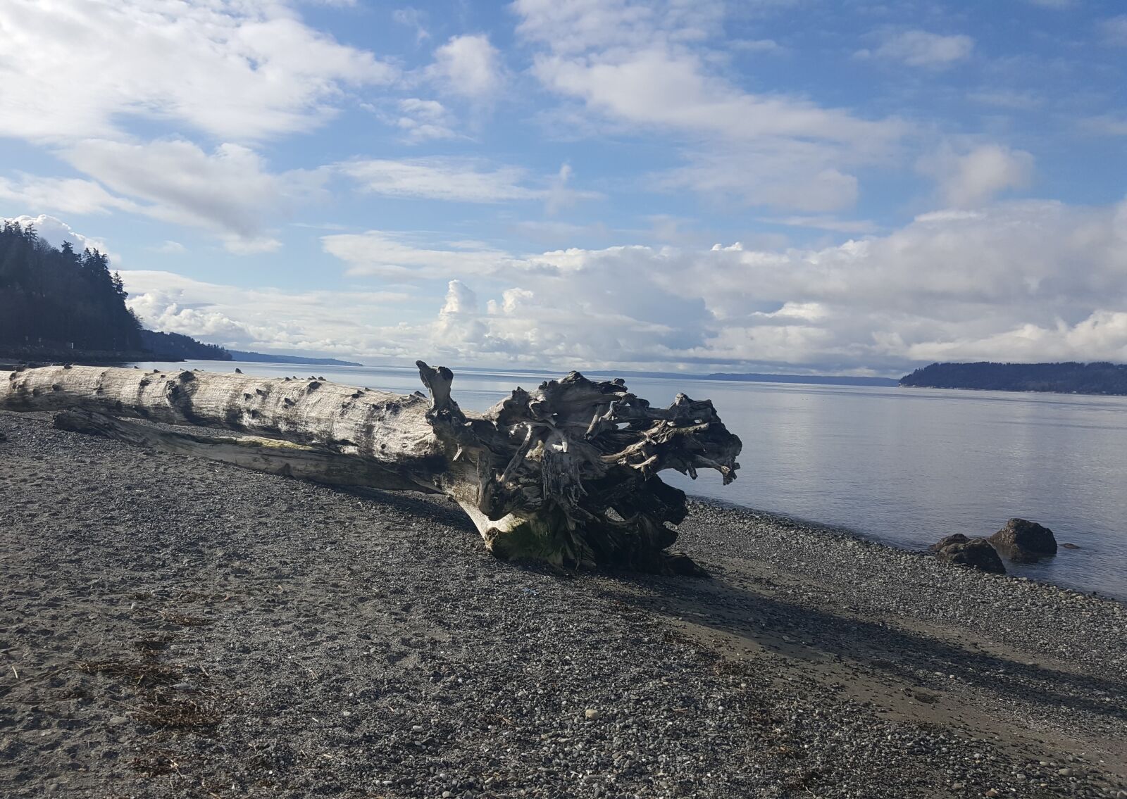 Samsung Galaxy S6 sample photo. Driftwood, beach, nature photography