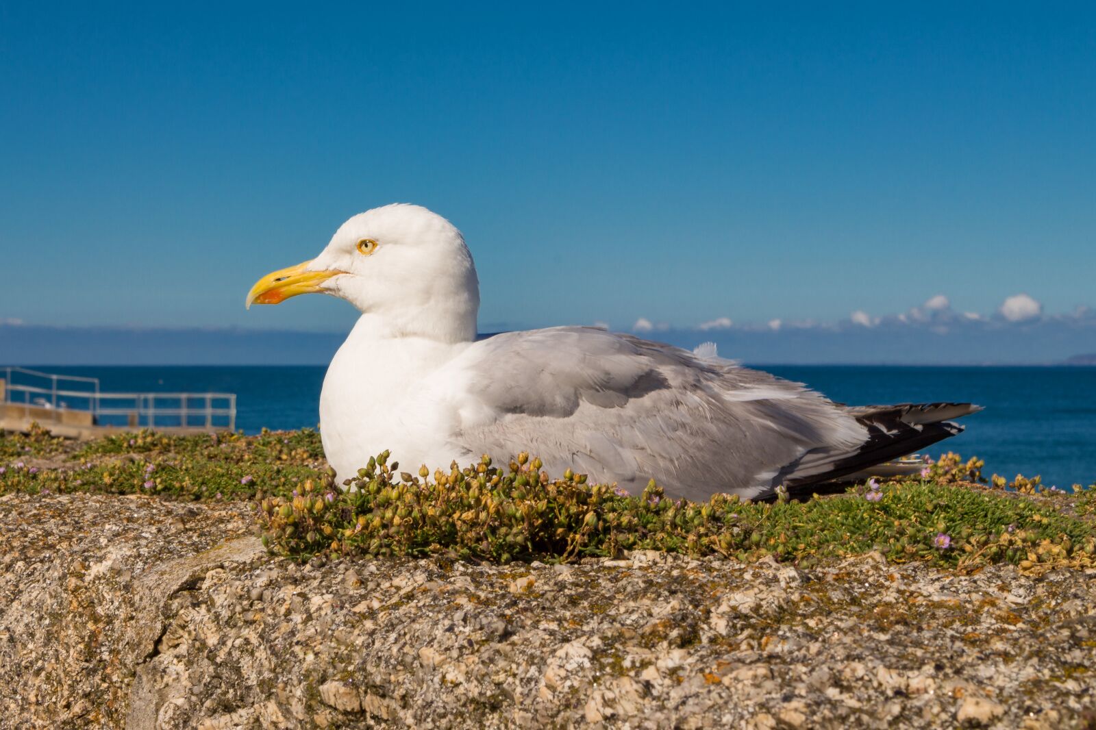 Canon EOS 700D (EOS Rebel T5i / EOS Kiss X7i) sample photo. Seagull, sea, water photography