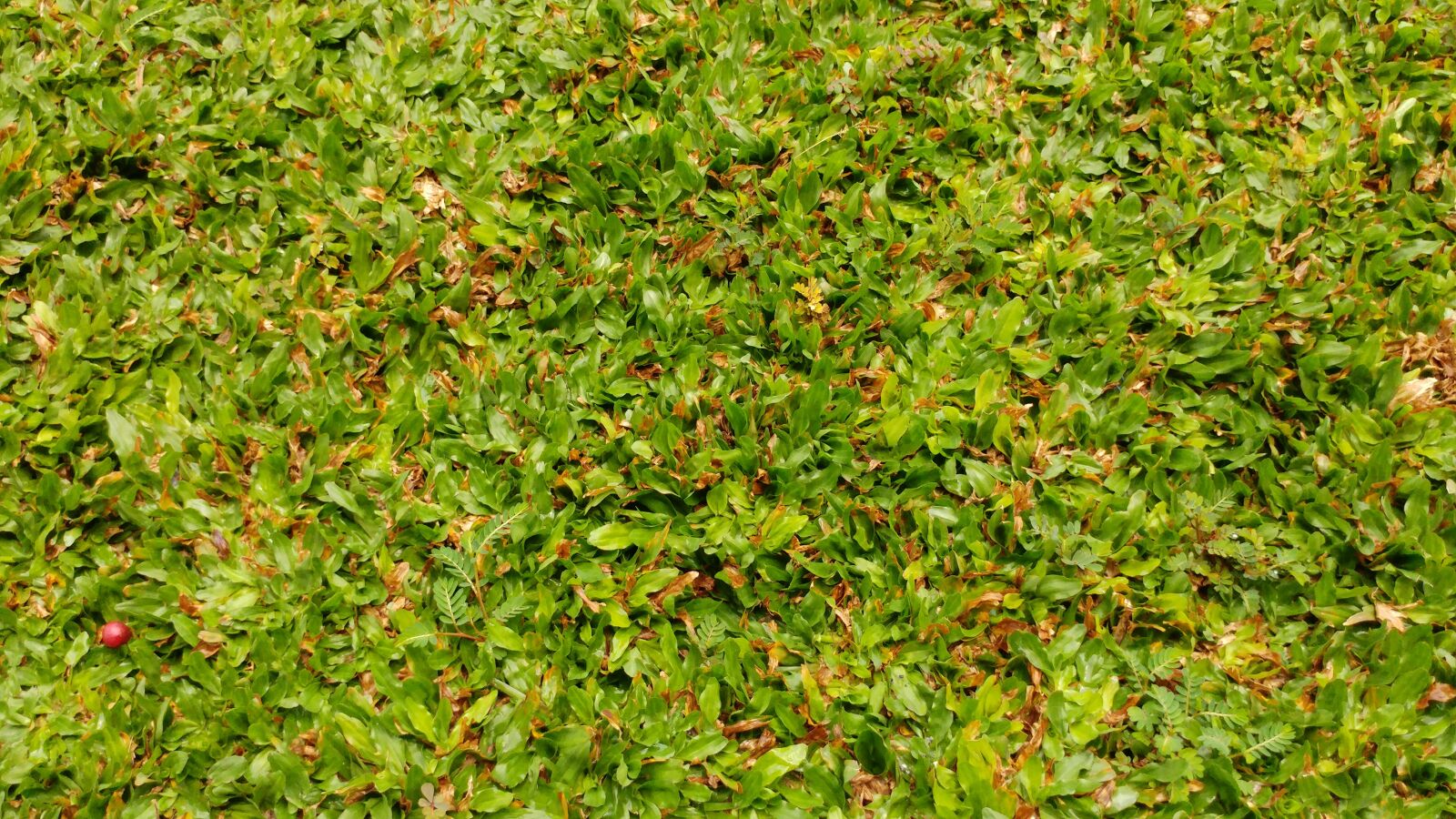 LG G5 sample photo. Grass, field, nature photography