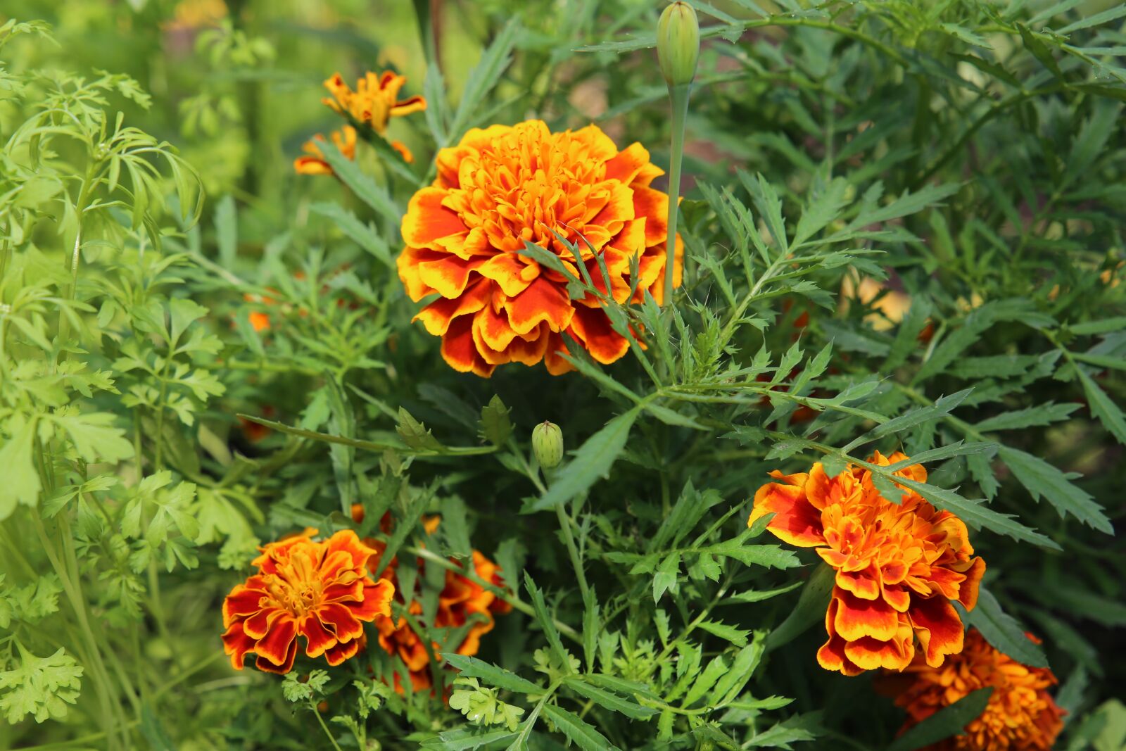 Canon EF 24-105mm F3.5-5.6 IS STM sample photo. Flowers, flower bed, summer photography