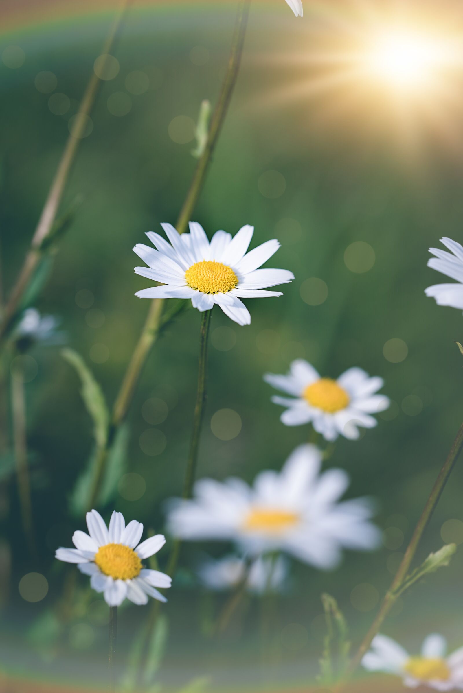 Nikon D750 sample photo. Daisies, flowers, white photography
