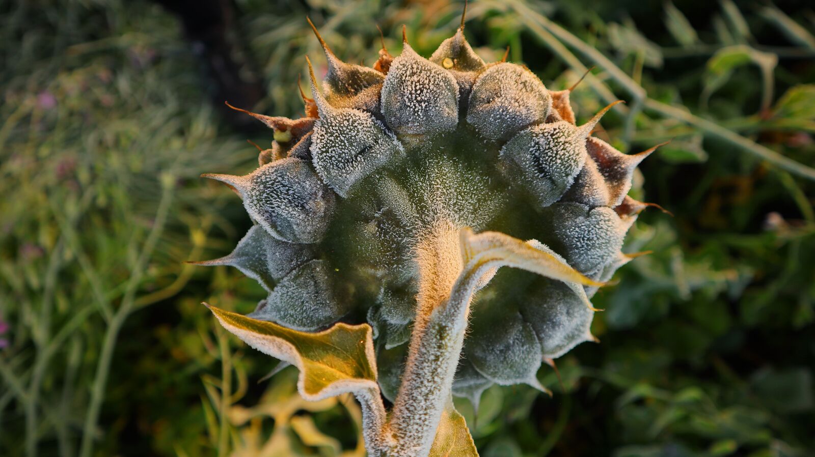 Canon EF-M 15-45mm F3.5-6.3 IS STM sample photo. Frost, autumn, sunflower photography