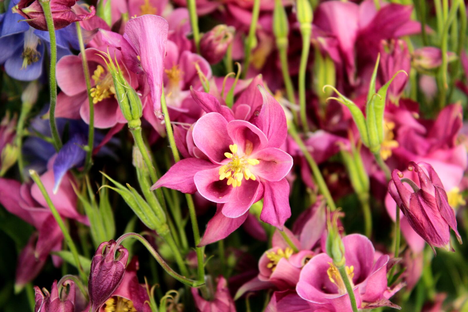 Canon EOS 600D (Rebel EOS T3i / EOS Kiss X5) sample photo. Akelei, pink, flower photography