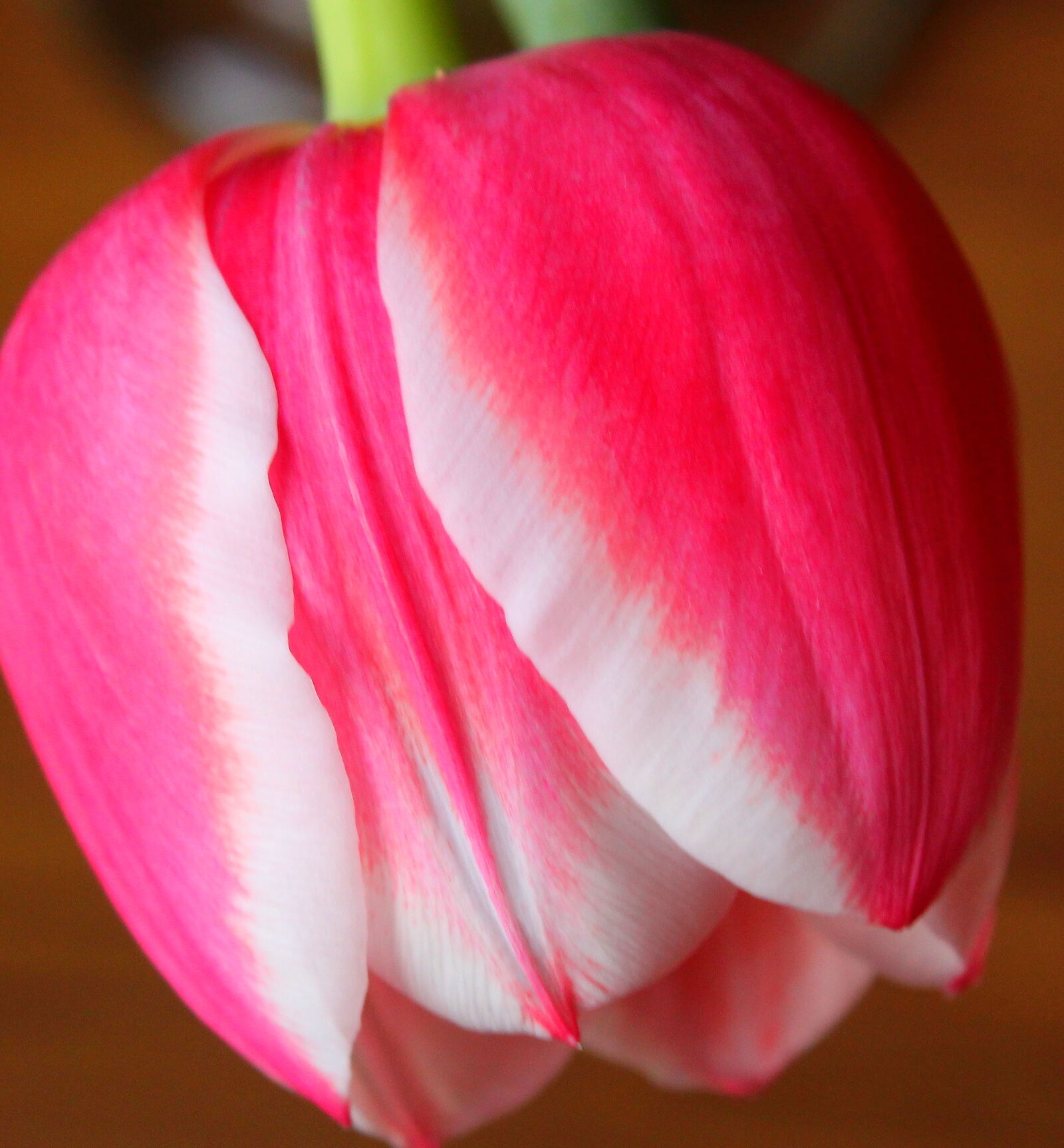 Canon EOS 1300D (EOS Rebel T6 / EOS Kiss X80) sample photo. Close, up, delicate, pink photography