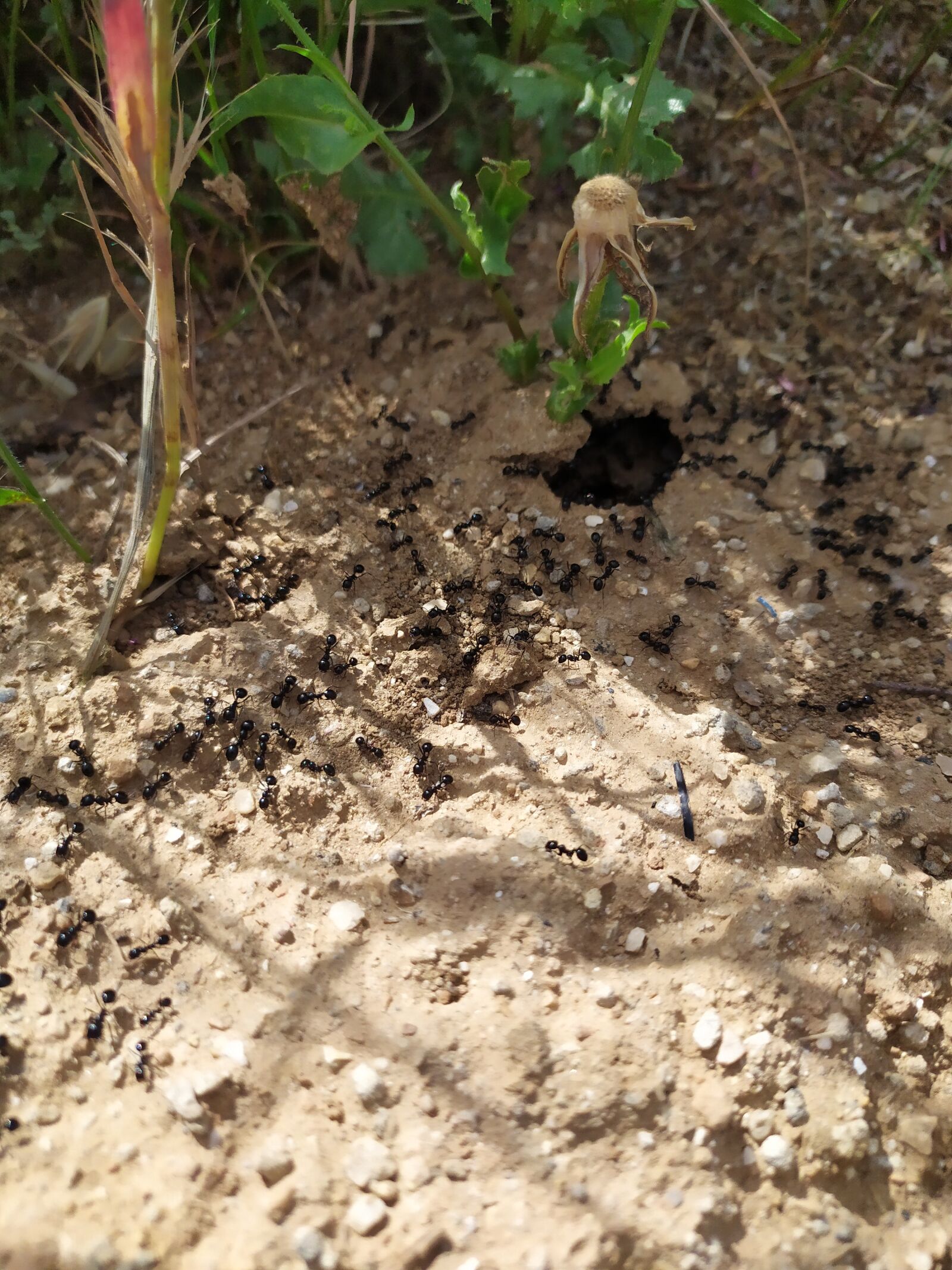 Xiaomi Redmi Note 7 sample photo. Fourmilliere, ant, nature photography