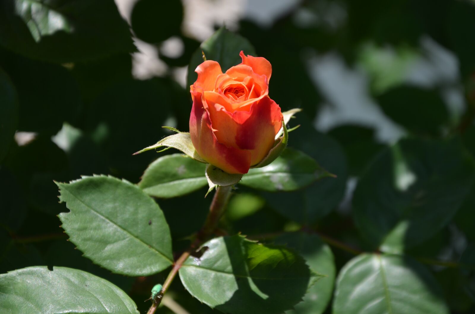 Nikon D5100 sample photo. Flower, rose, blossom photography