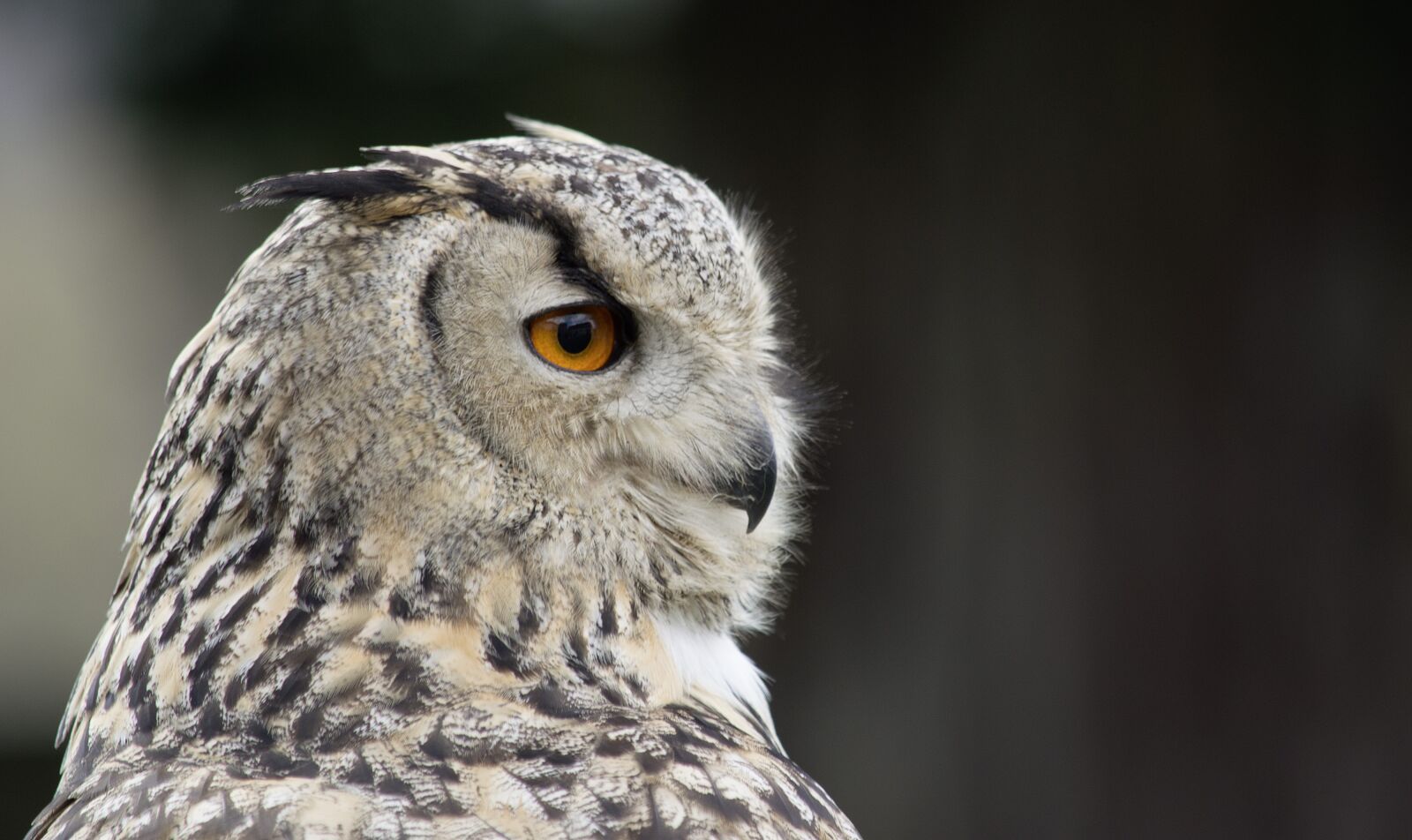 Nikon D3200 sample photo. Eagle owl, bird, bird photography