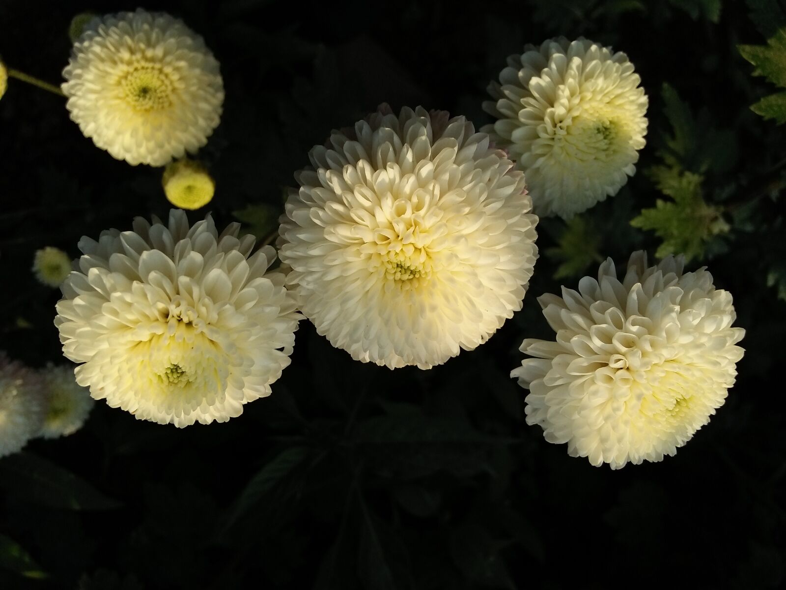 OPPO A37fw-International sample photo. Chrysanthemum, white, dark photography
