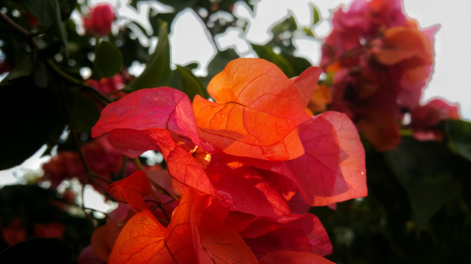 Samsung Galaxy Note4 sample photo. Leaves, red, bright colors photography
