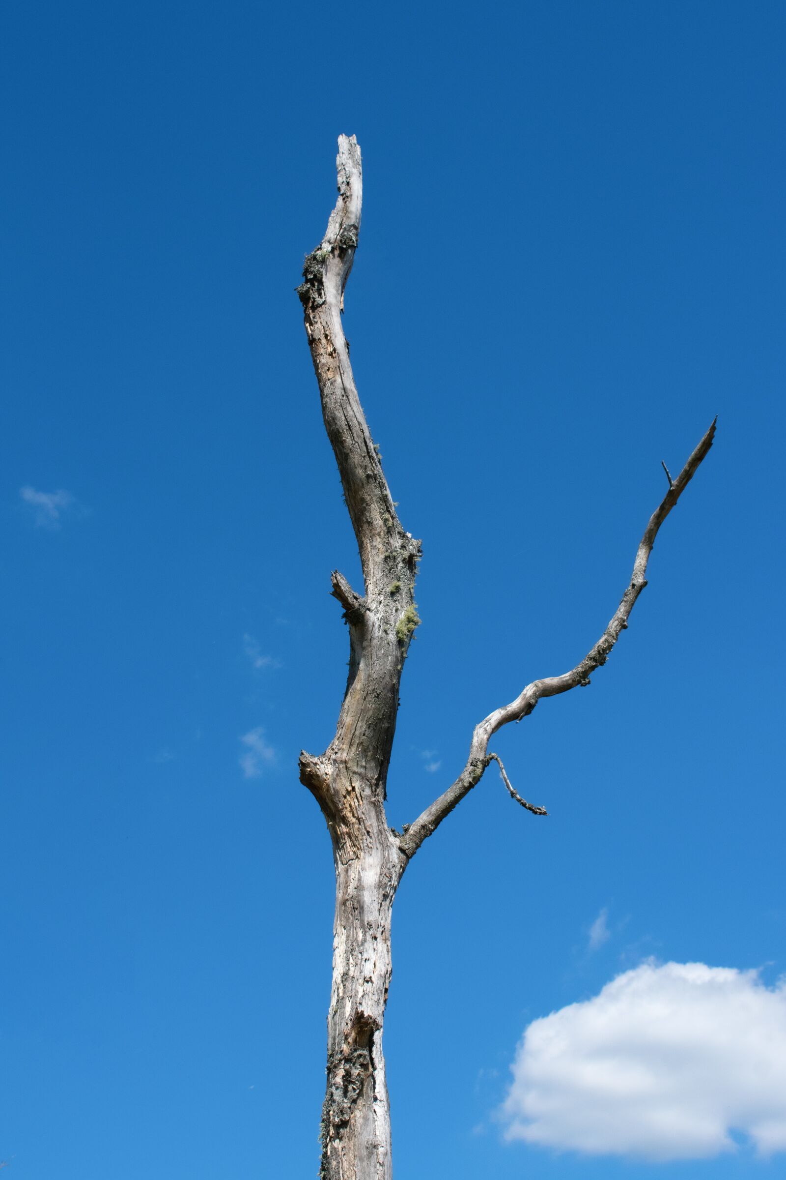 Nikon D3400 sample photo. Wood, tree, sky photography