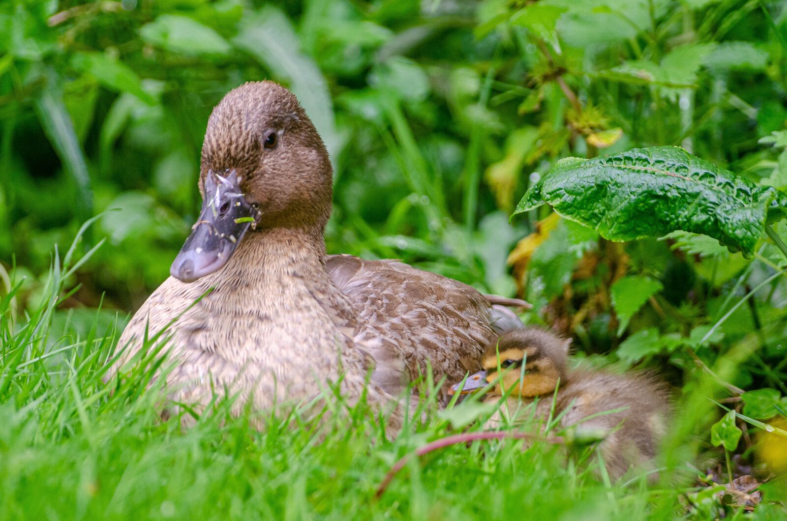 Nikon D7000 sample photo. Duckling, baby, duck photography