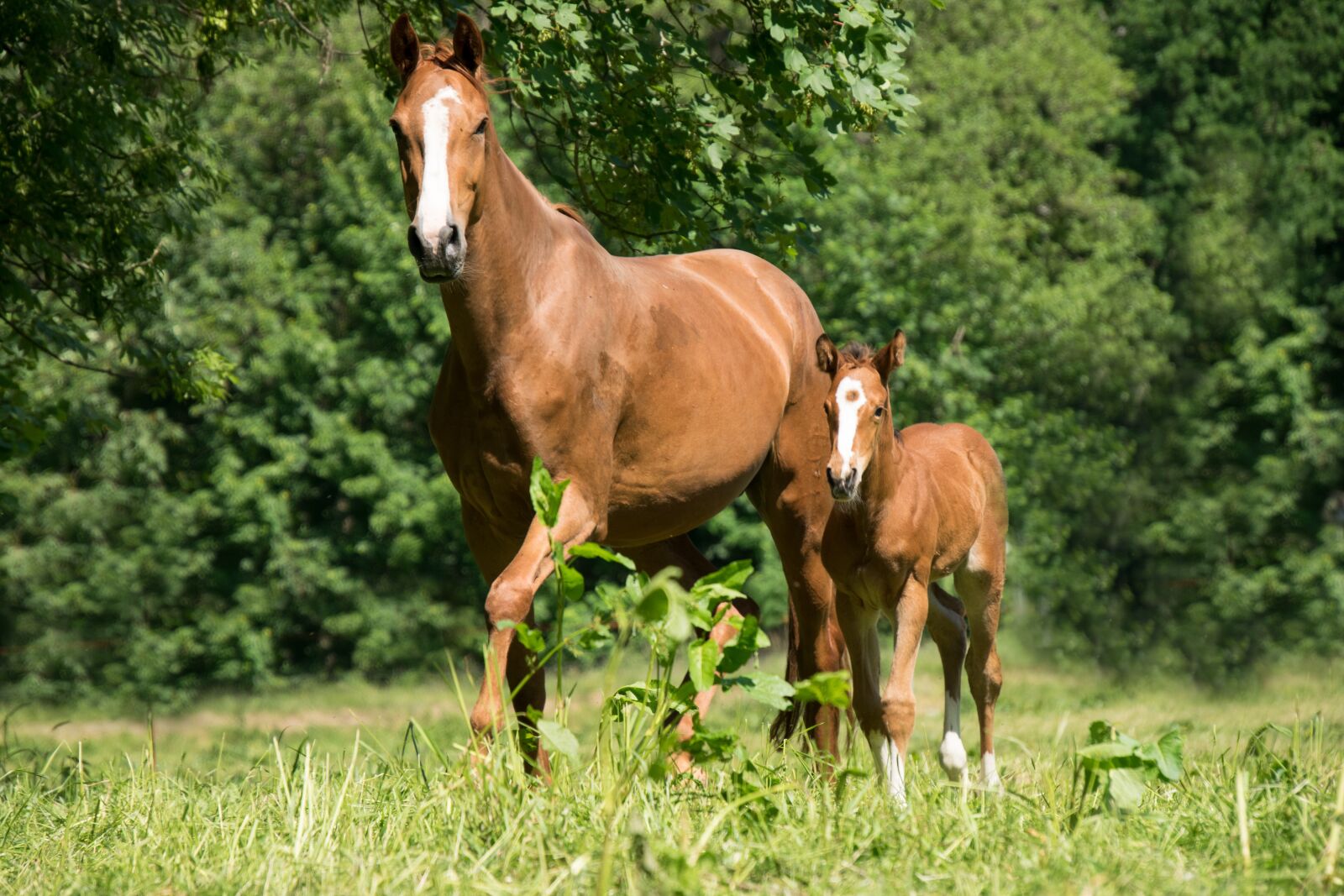 Nikon D3300 sample photo. Mare, foal, horse photography