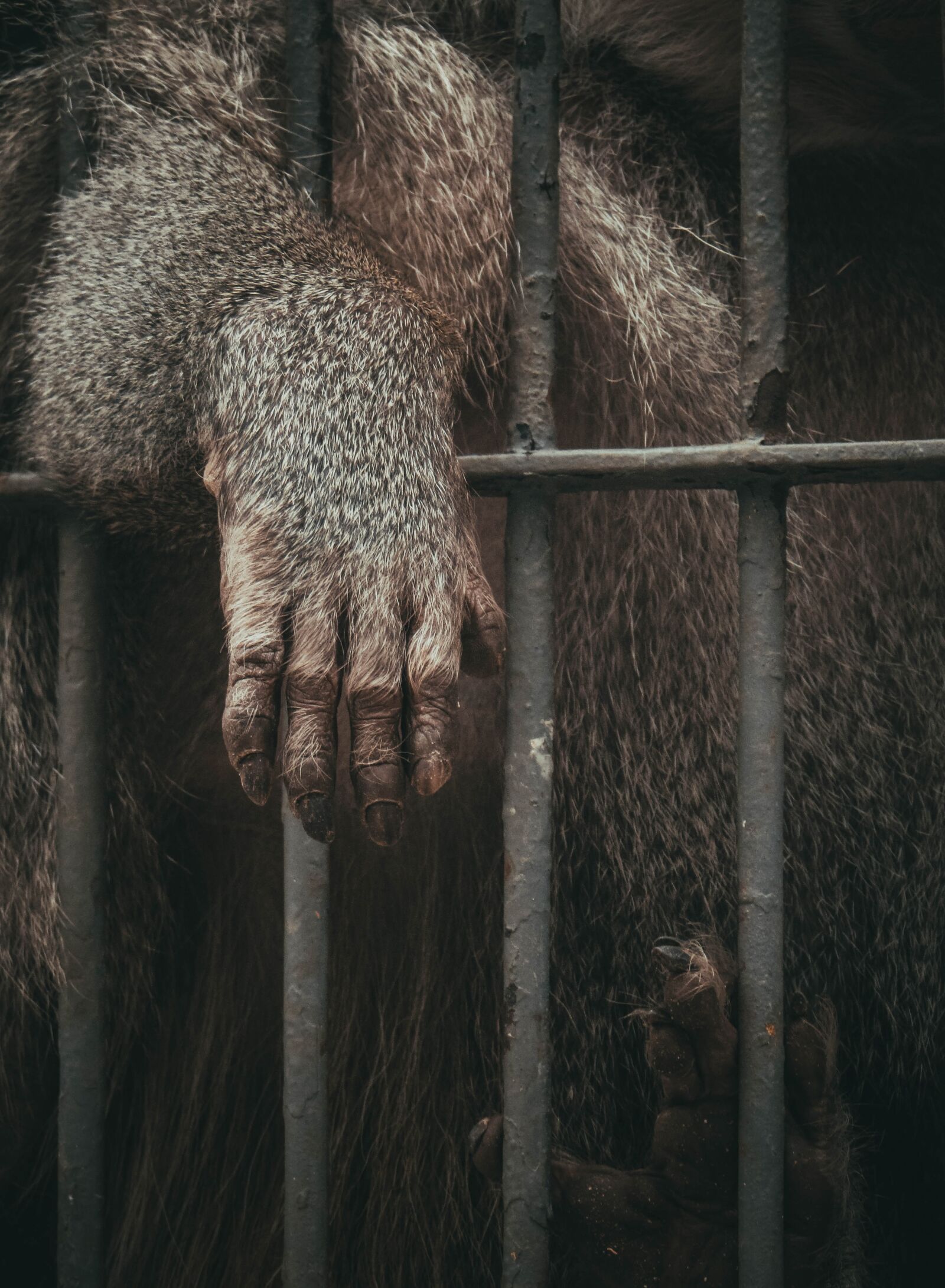 Canon PowerShot SX510 HS sample photo. Animal, ape, cage photography