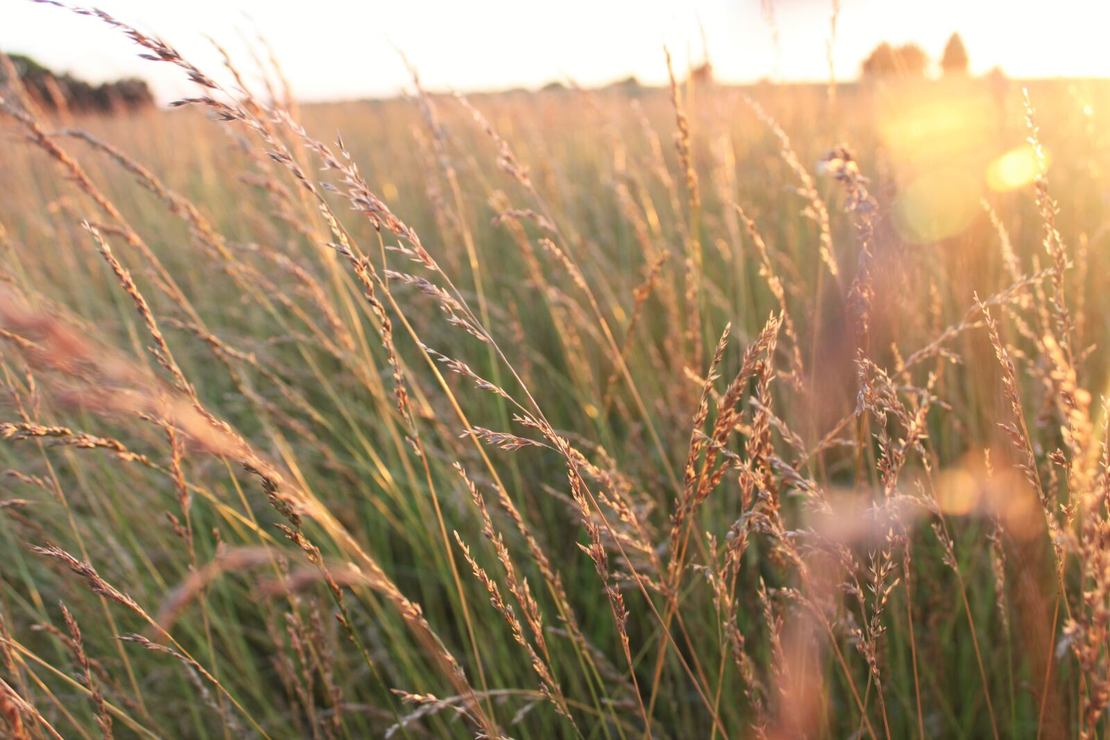 Canon EOS 500D (EOS Rebel T1i / EOS Kiss X3) sample photo. Evening, sun, glow, golden photography
