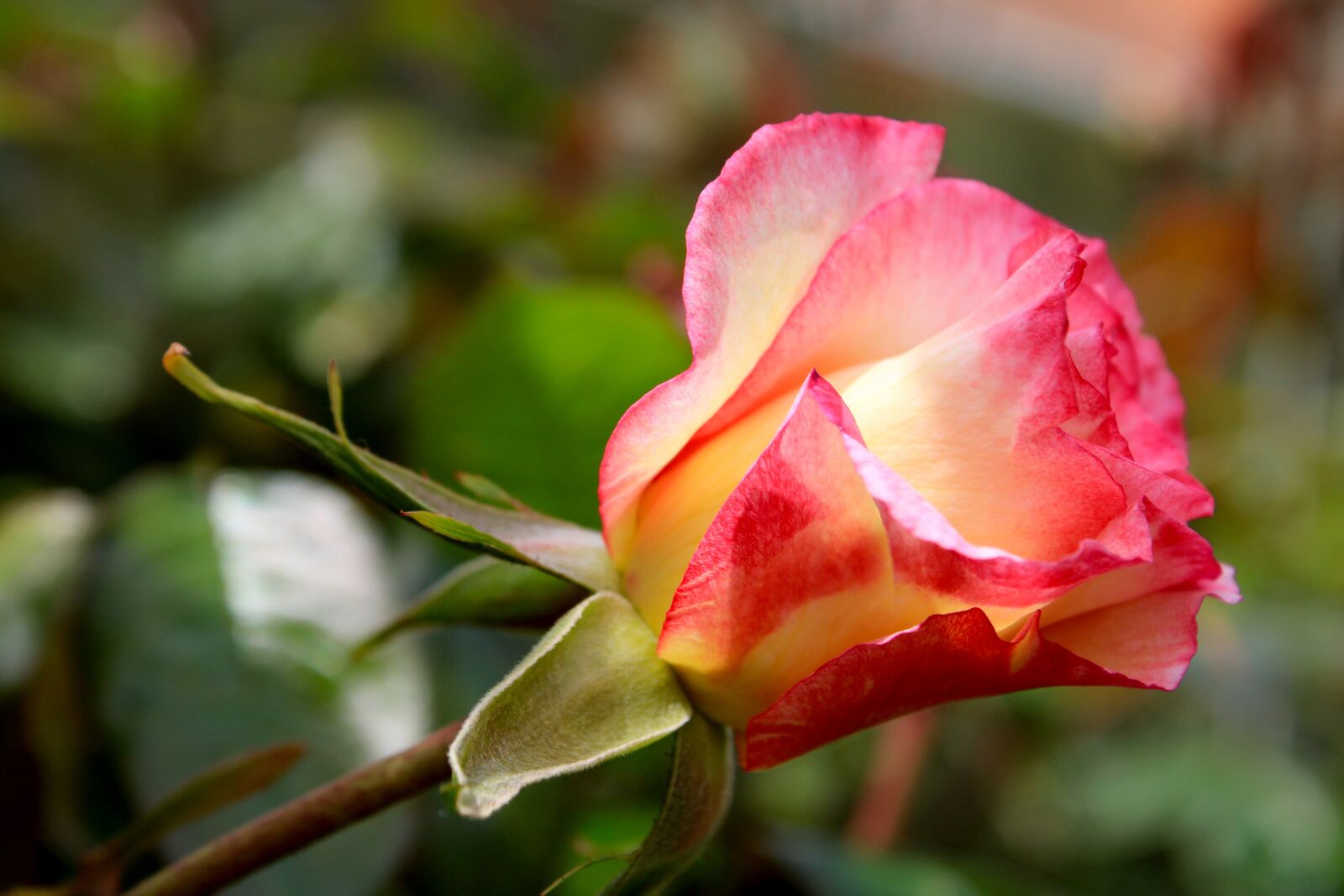 Canon EOS 2000D (EOS Rebel T7 / EOS Kiss X90 / EOS 1500D) sample photo. Pink rose, bicolor rose photography