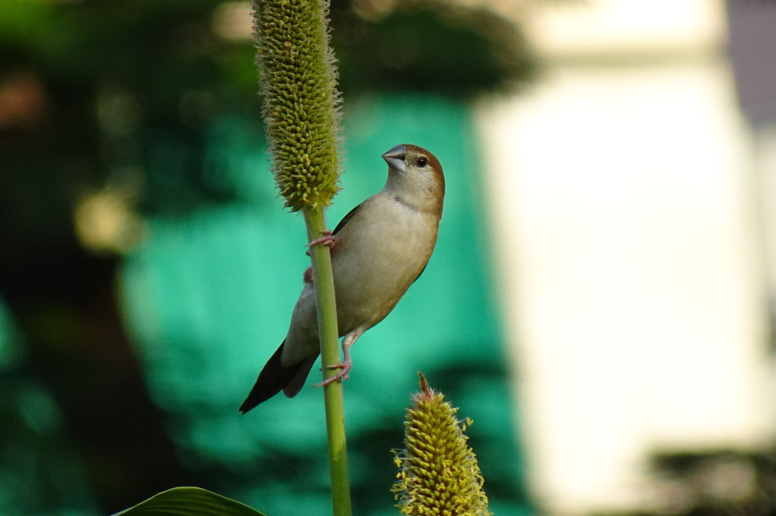 Sony DSC-WX800 sample photo. Bird, indian silverbill, white-throated photography