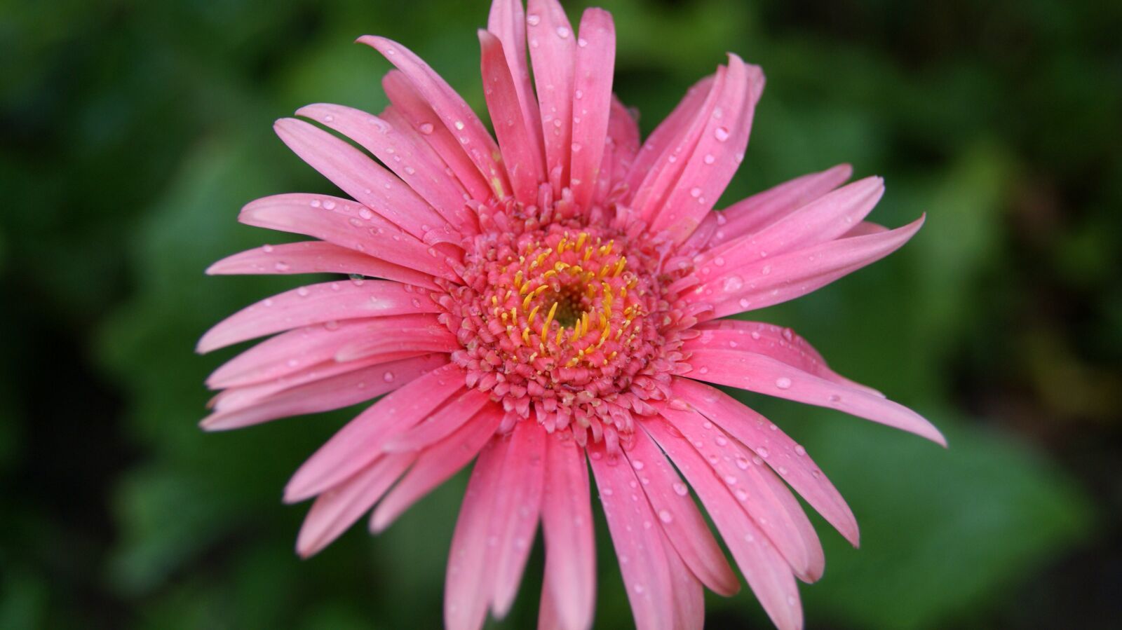Sony Alpha DSLR-A230 sample photo. Pink, petal, blur photography