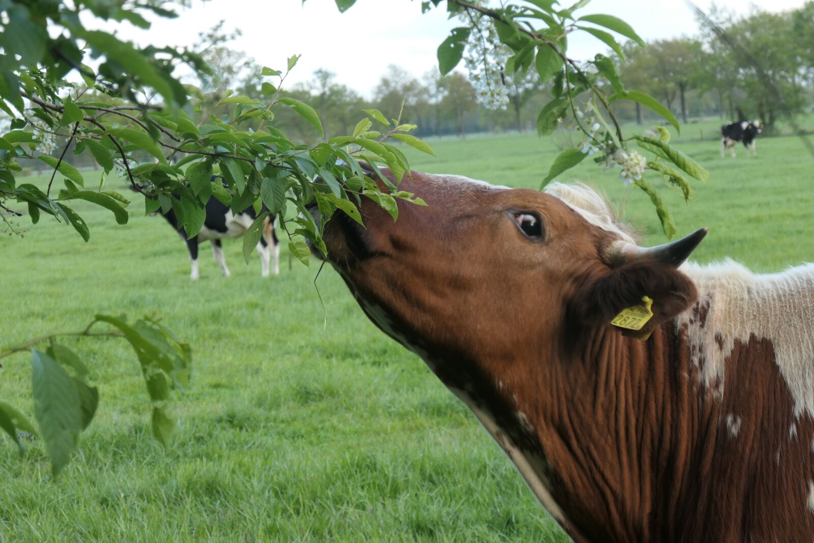 Panasonic DC-TZ200 sample photo. Cow, dutch, netherlands photography