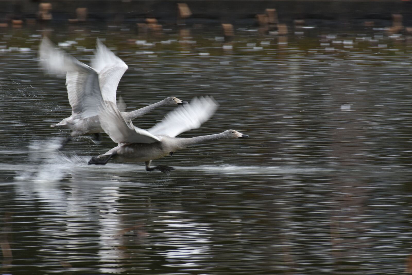 Nikon D7200 sample photo. Animal, lake, waterside photography