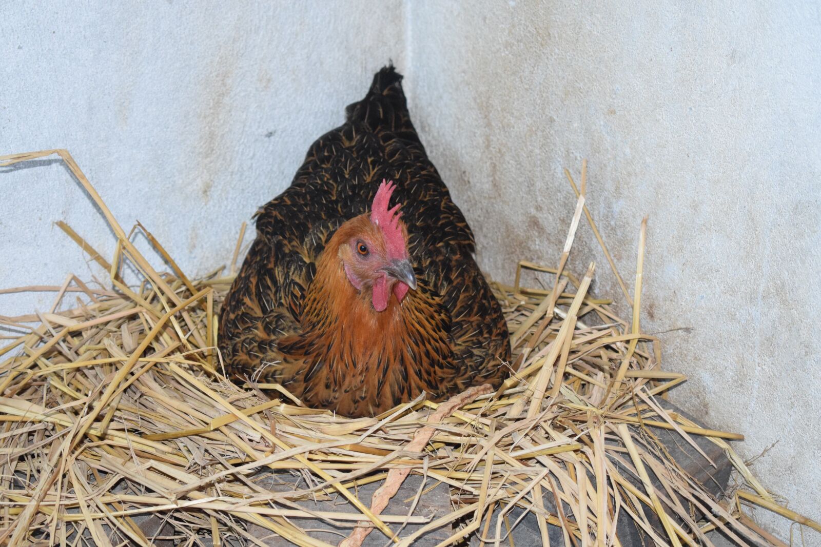 Nikon D5300 sample photo. Local organic chicken, local photography