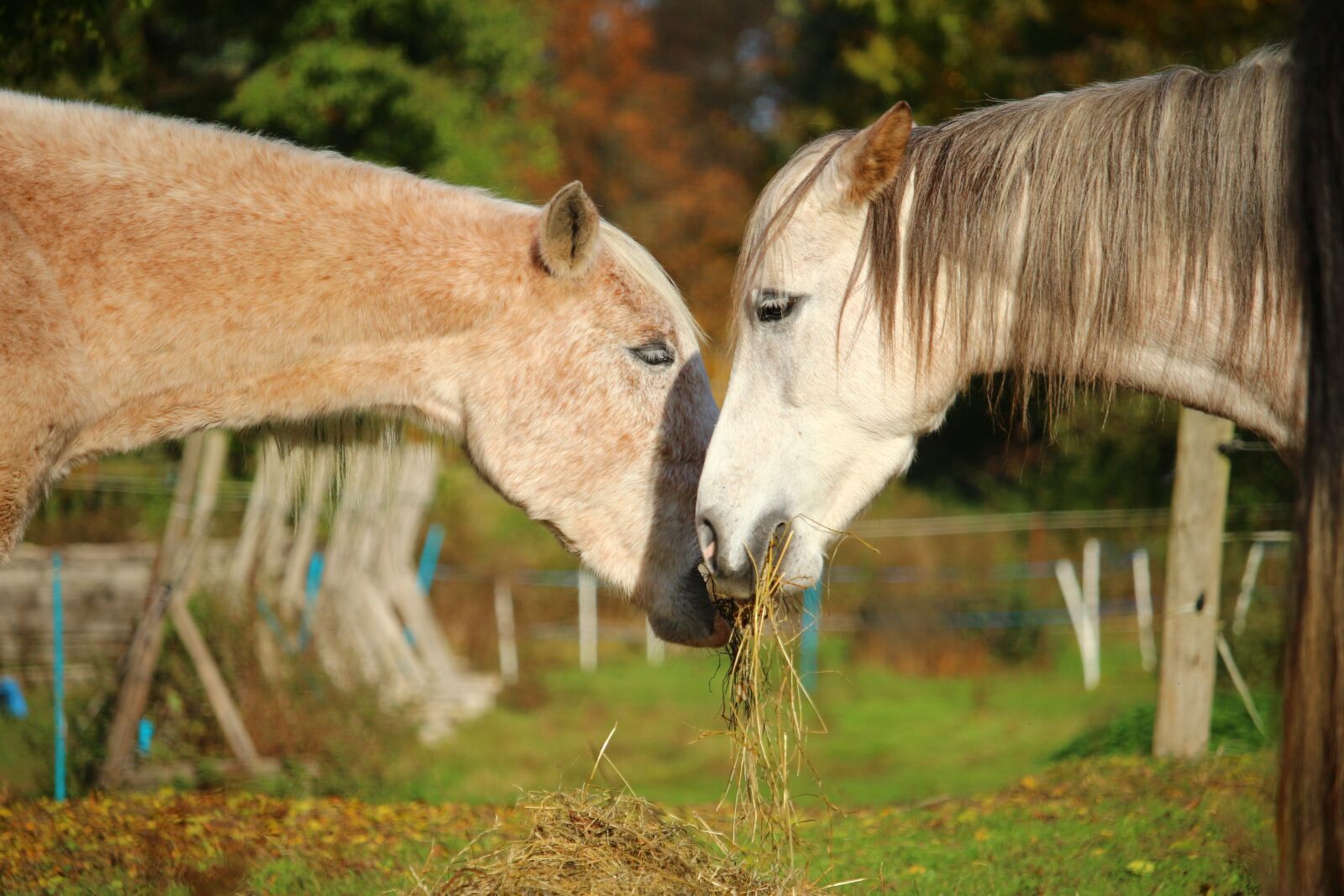 Canon EOS 100D (EOS Rebel SL1 / EOS Kiss X7) sample photo. Horse, mold, thoroughbred arabian photography