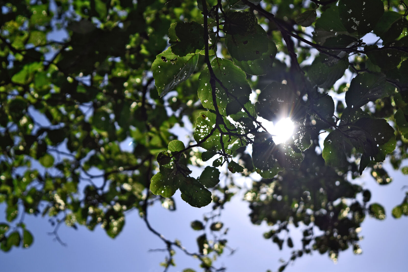 Nikon D3300 sample photo. Summer, sun, tree photography