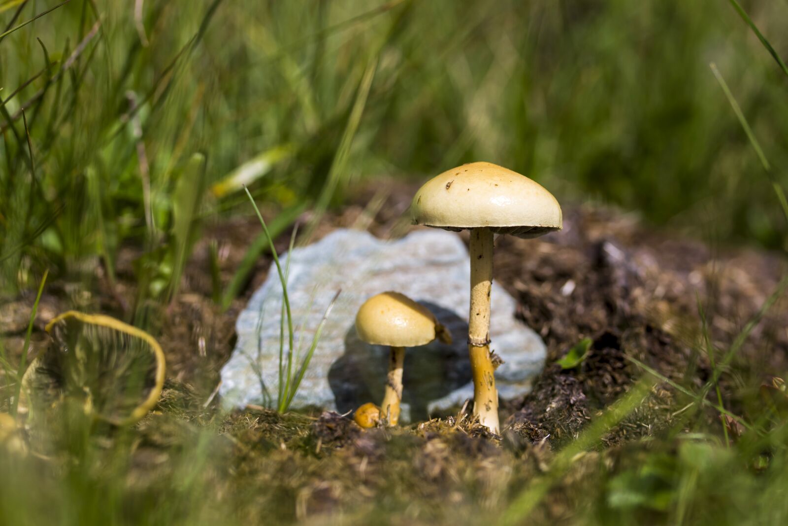 Canon EF-S 60mm F2.8 Macro USM sample photo. Mushroom, meadow, nature photography