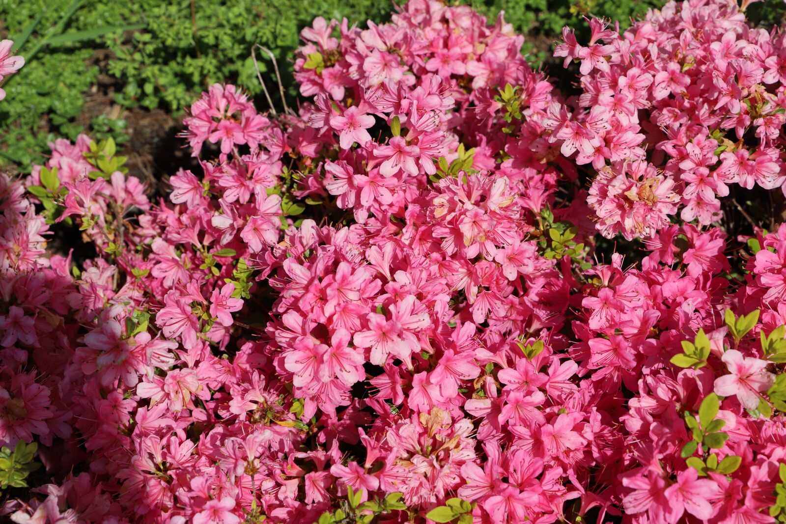 Canon EOS 6D Mark II sample photo. Flower, plant, nature photography
