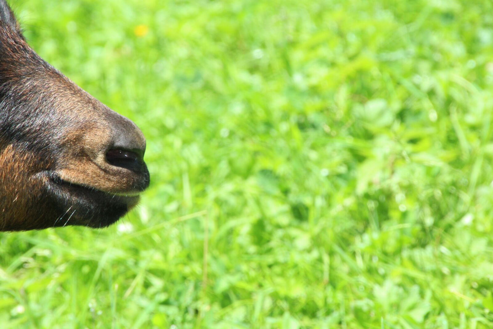 Canon EOS 1200D (EOS Rebel T5 / EOS Kiss X70 / EOS Hi) sample photo. Goat, brown, meadow photography