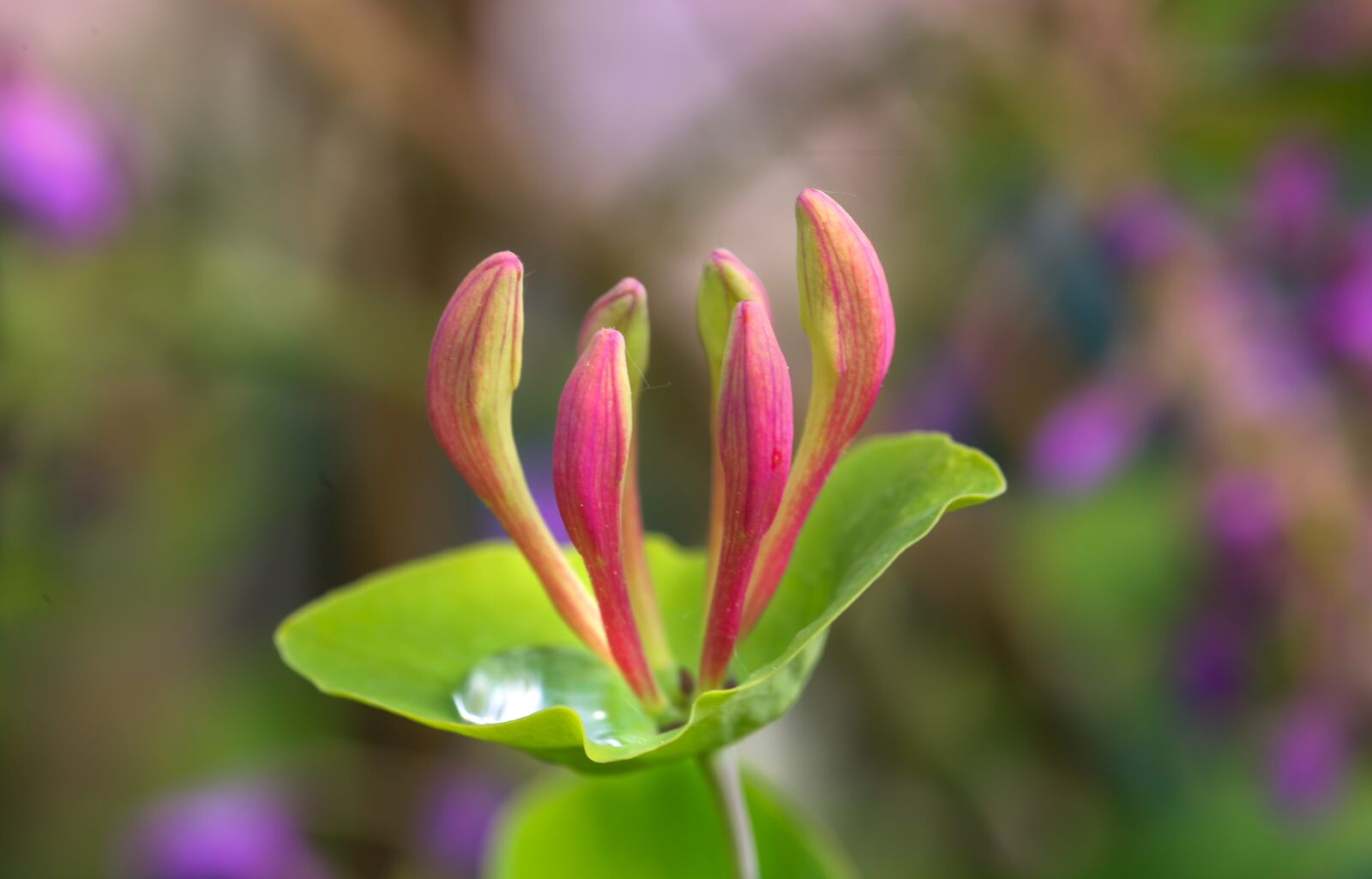 Canon EOS 5D sample photo. Honeysuckle, lonicera, flower photography