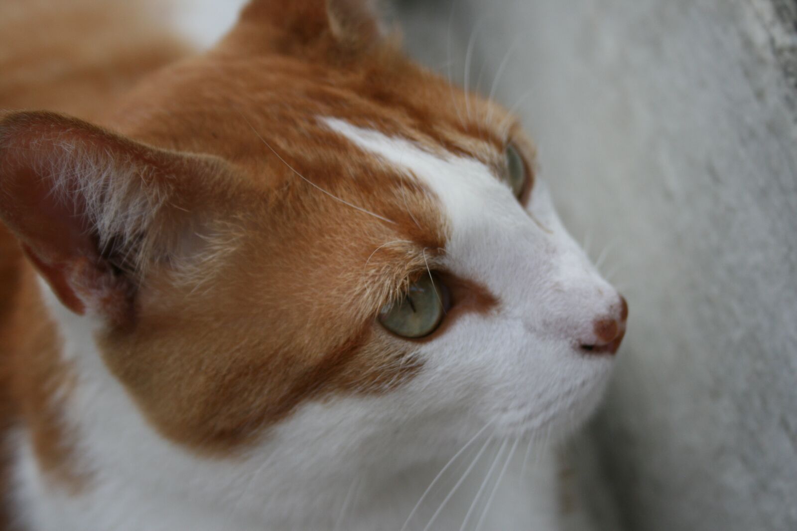 Canon EOS 400D (EOS Digital Rebel XTi / EOS Kiss Digital X) sample photo. Cat, kitty, animals photography
