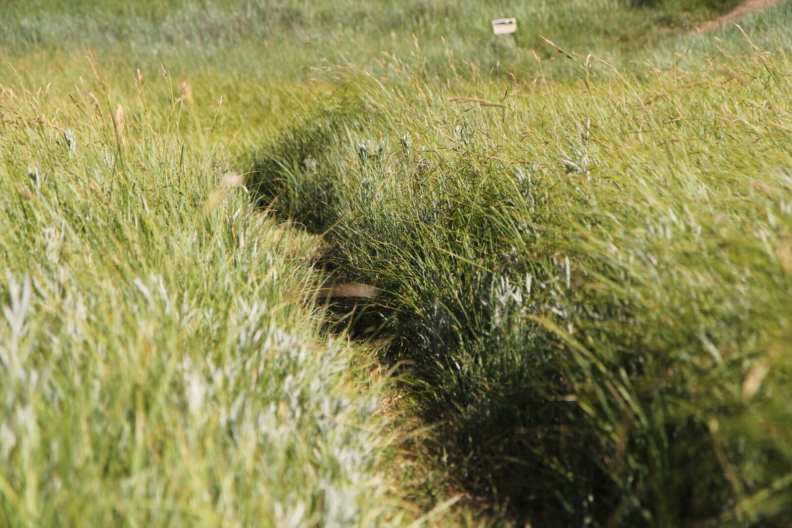 Canon EOS 60D sample photo. Yosemite, meadow, grass photography