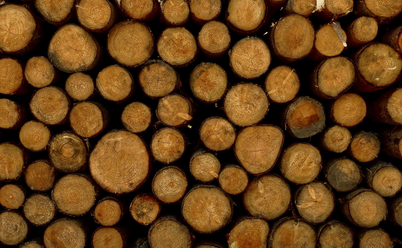 Nikon Coolpix P900 sample photo. Wood, strains, tree photography