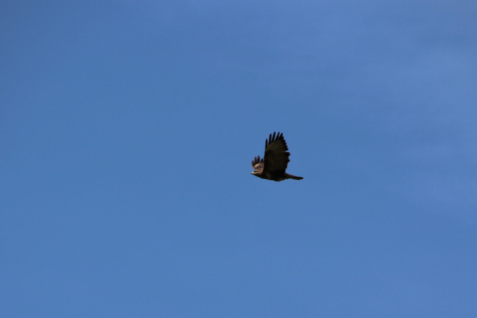 Canon EOS 700D (EOS Rebel T5i / EOS Kiss X7i) sample photo. Buzzard, bird, bird of photography