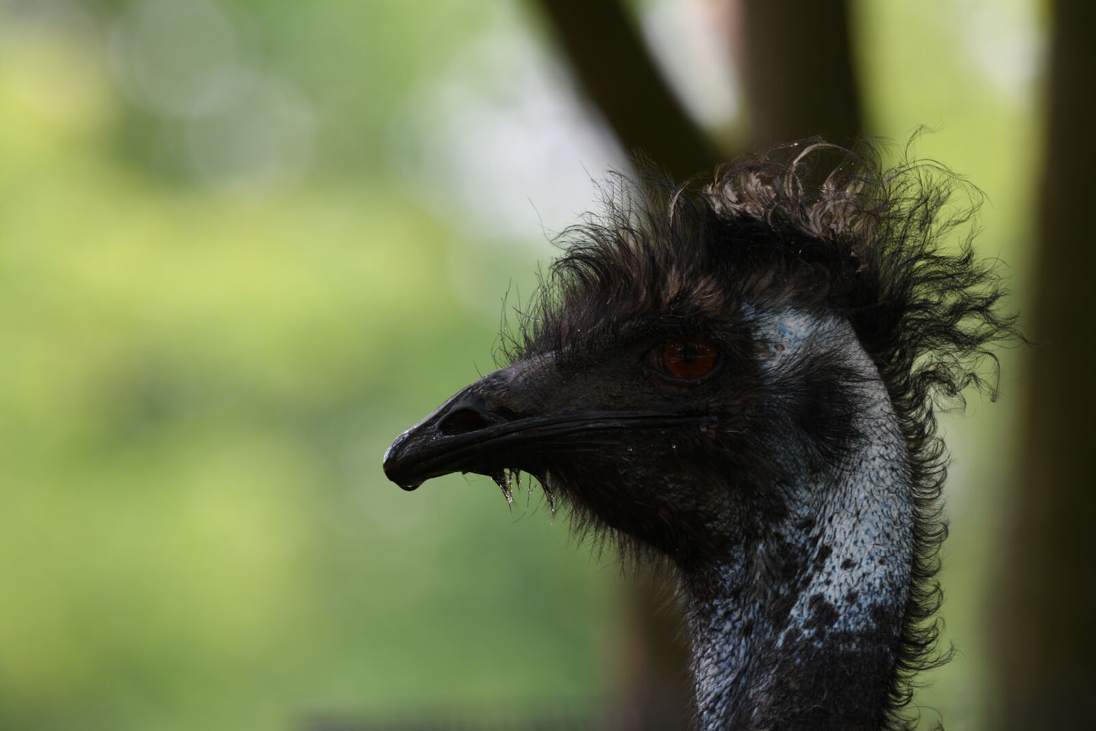 Nikon D850 sample photo. Emu, bird, zoo photography