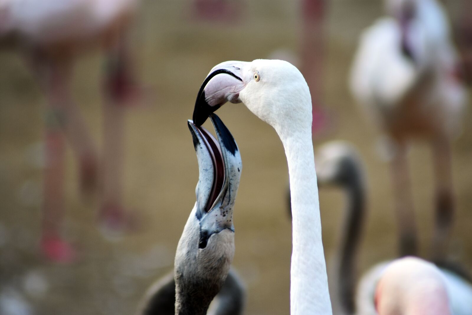Nikon D3400 sample photo. Flamingo, animal, bird photography