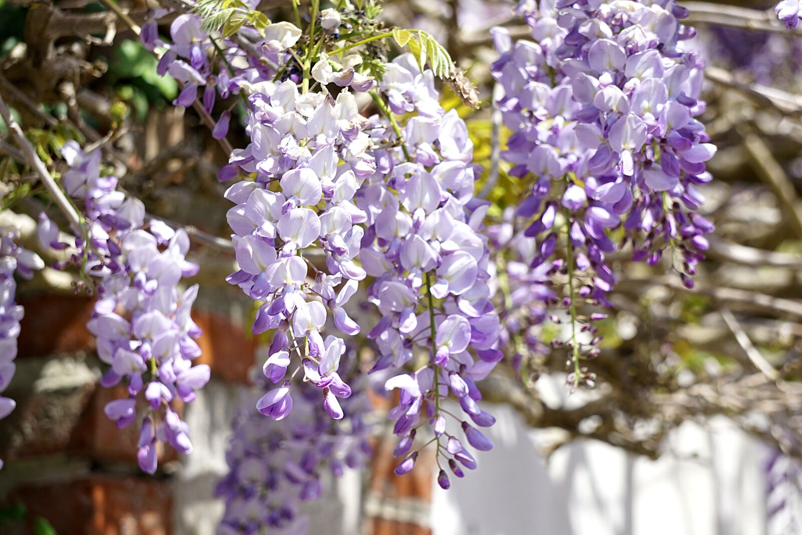 Sony a6000 sample photo. Wisteria, flowers, flora photography