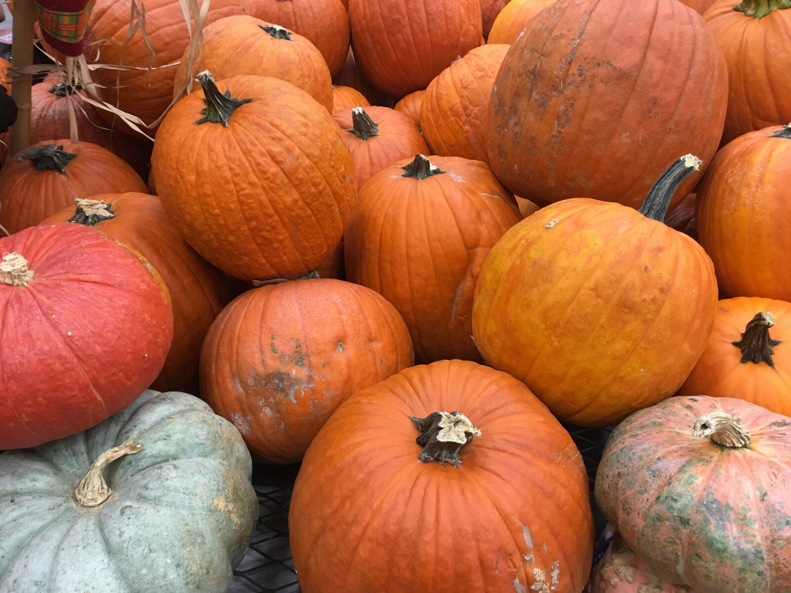 iPhone 6s Plus back camera 4.15mm f/2.2 sample photo. Pumkin, pumpkins, orange photography