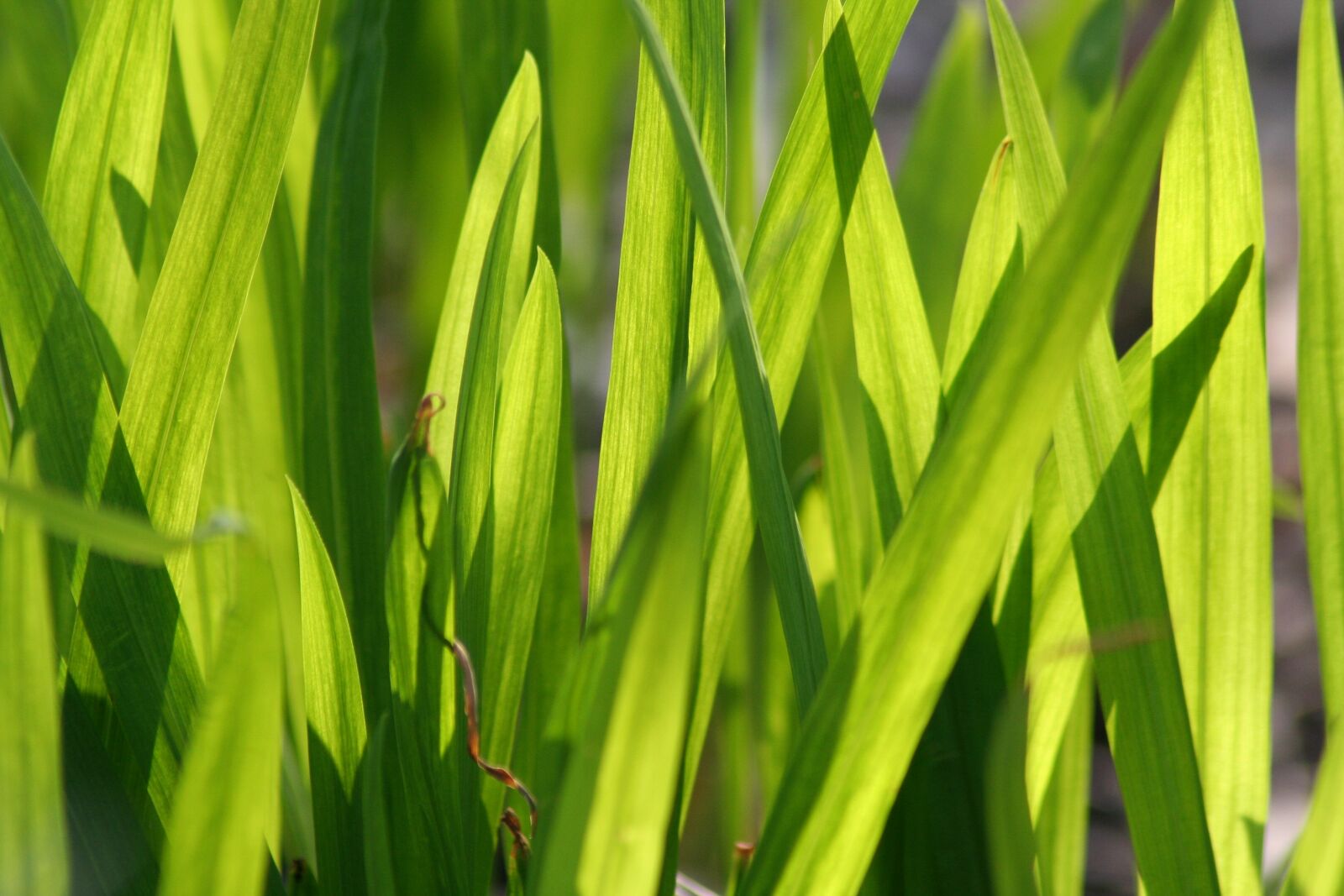 Canon EOS 350D (EOS Digital Rebel XT / EOS Kiss Digital N) sample photo. Grass, texture, background photography