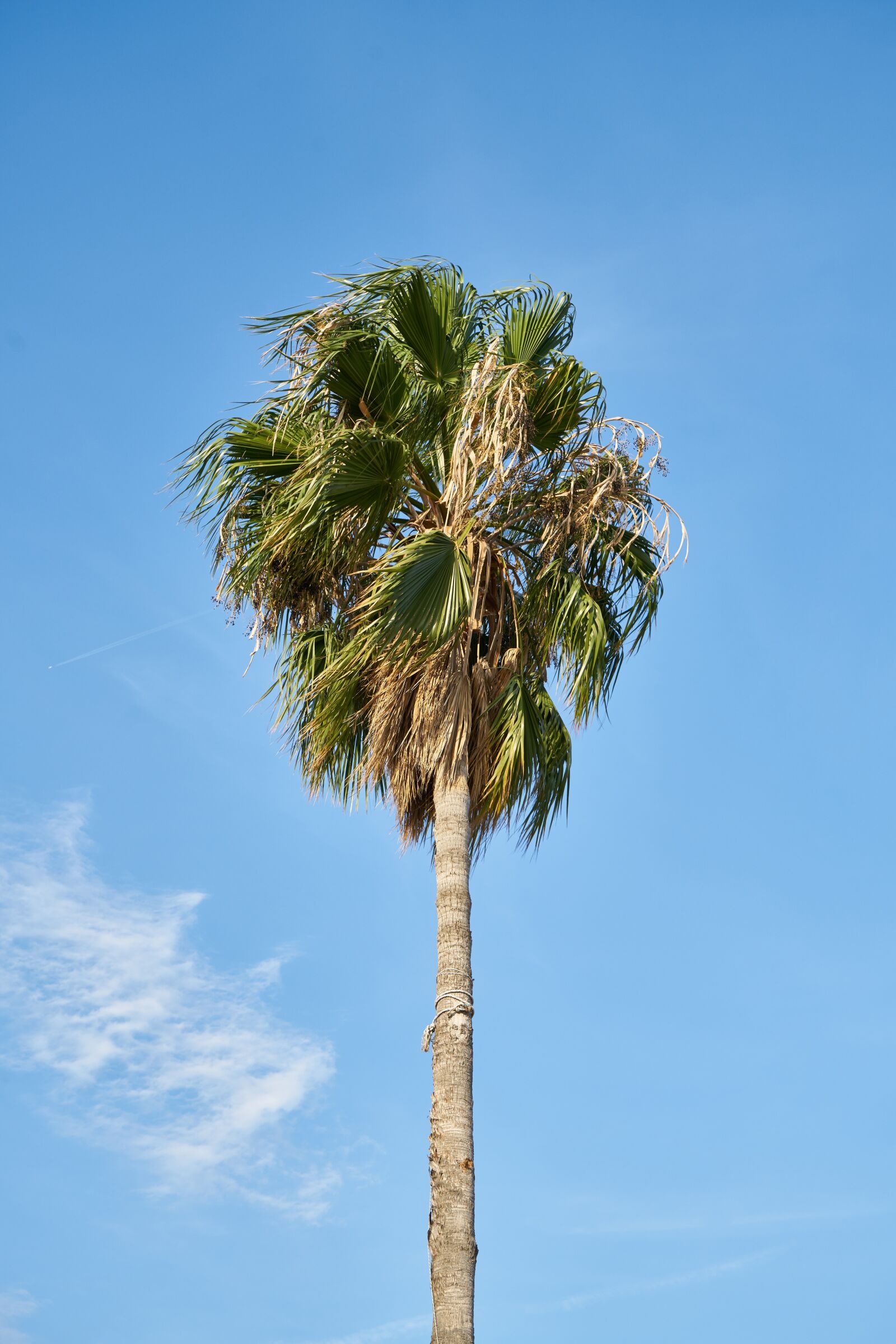 Sony a7R II sample photo. Palm, tree, nature photography