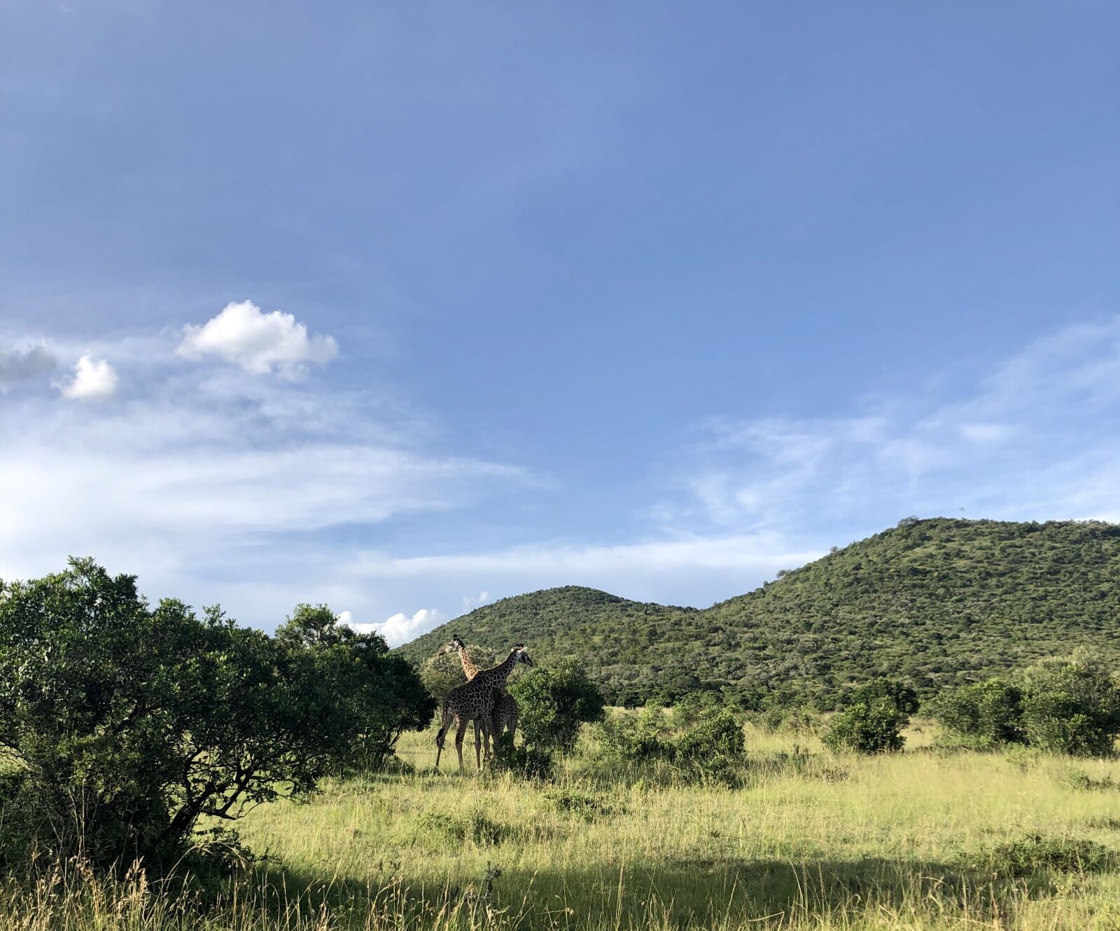 iPhone X back dual camera 4mm f/1.8 sample photo. Giraffe, animal, safari photography