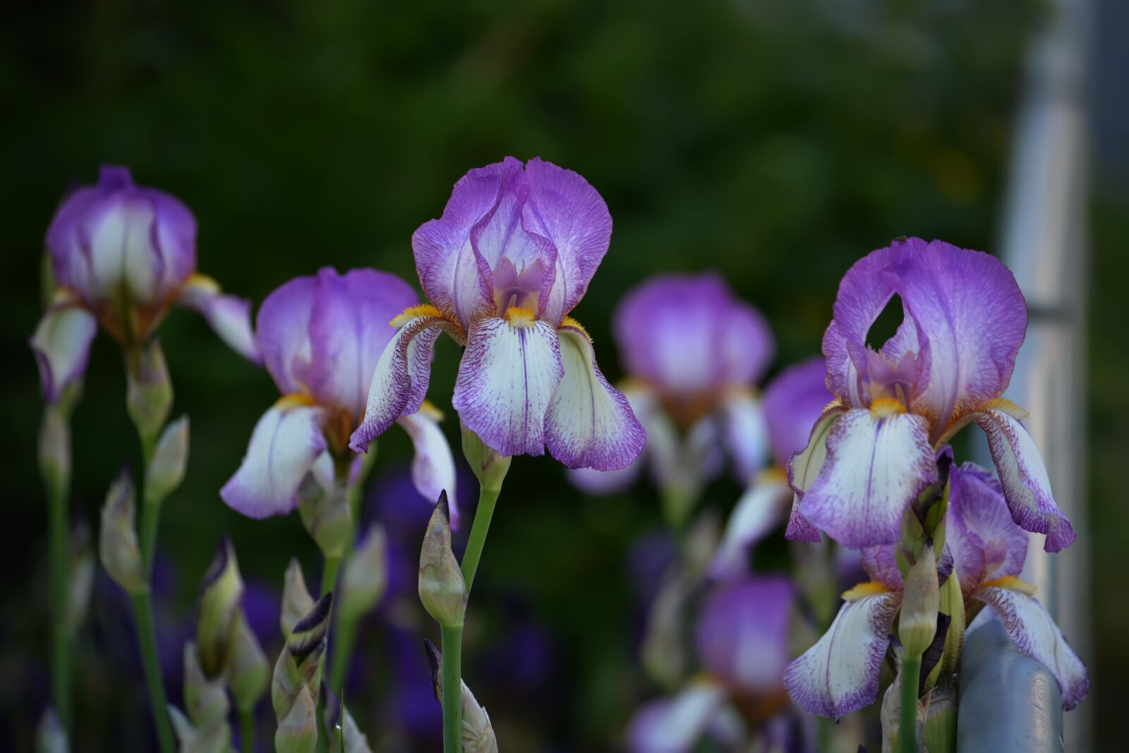 Nikon D5200 sample photo. Irises, violet, may photography