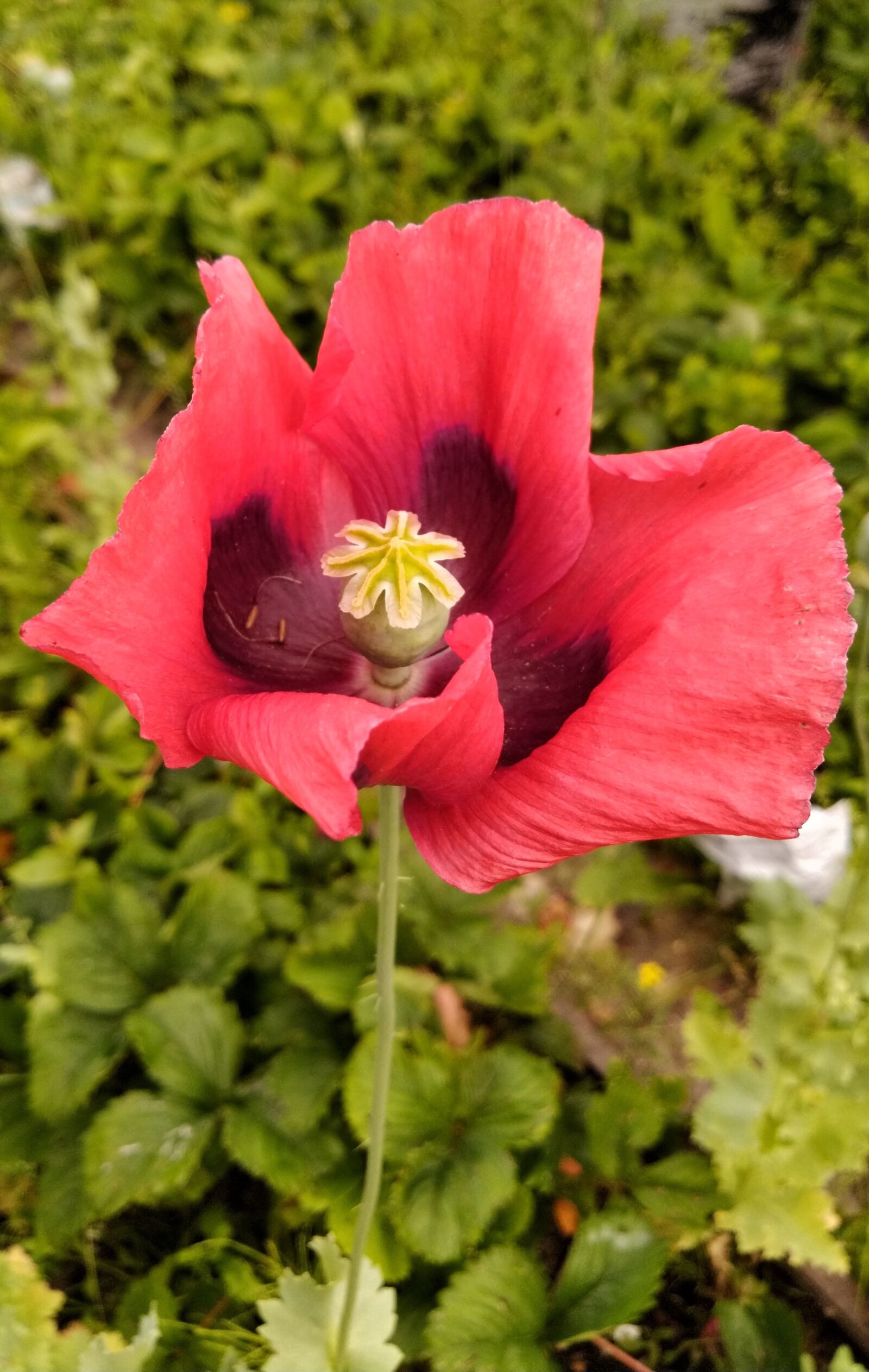ASUS ZenFone 5 Lite (ZC600KL) sample photo. Mack, flower, red photography