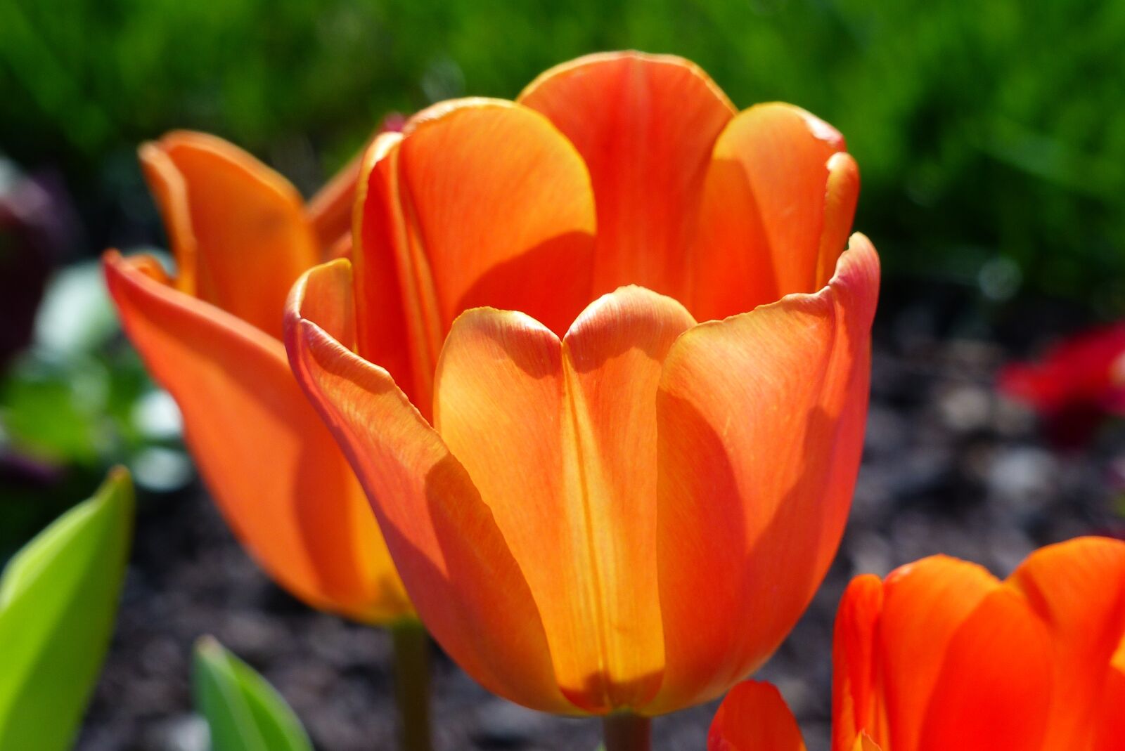 Panasonic Lumix DMC-FZ200 sample photo. Tulip, orange, review photography