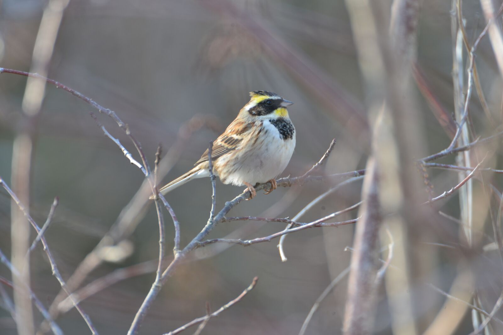 Nikon D800 sample photo. Natural, bird, wild animals photography
