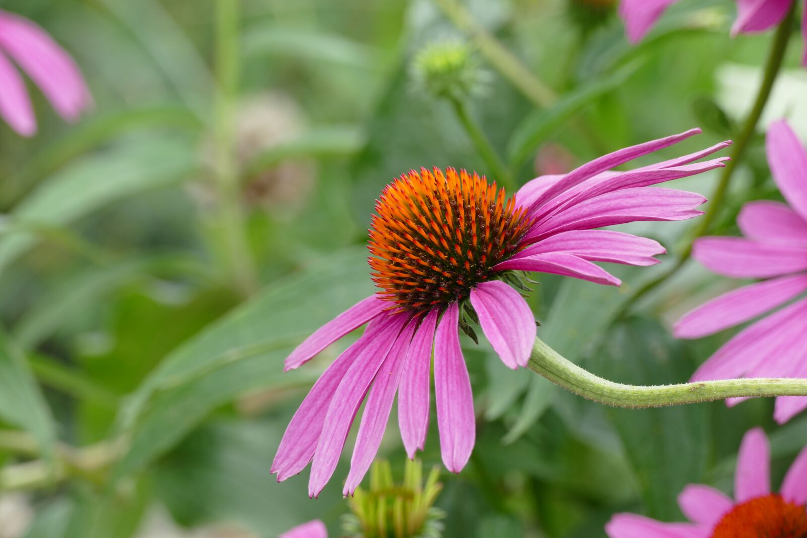 Panasonic Lumix DMC-FZ1000 sample photo. Healing, flower, coneflower photography