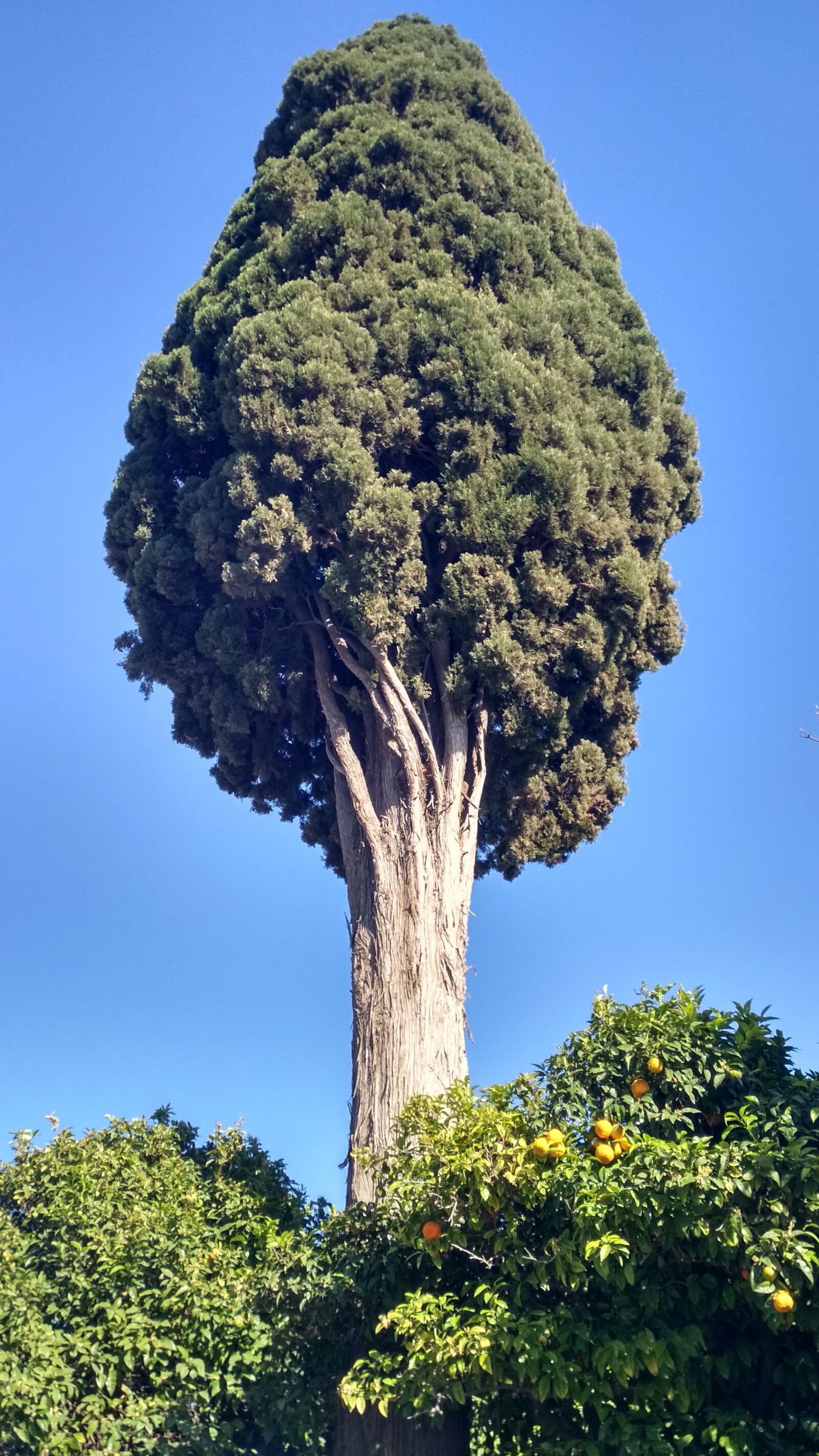 Xiaomi Redmi 4X sample photo. Nature, tree, cypress photography