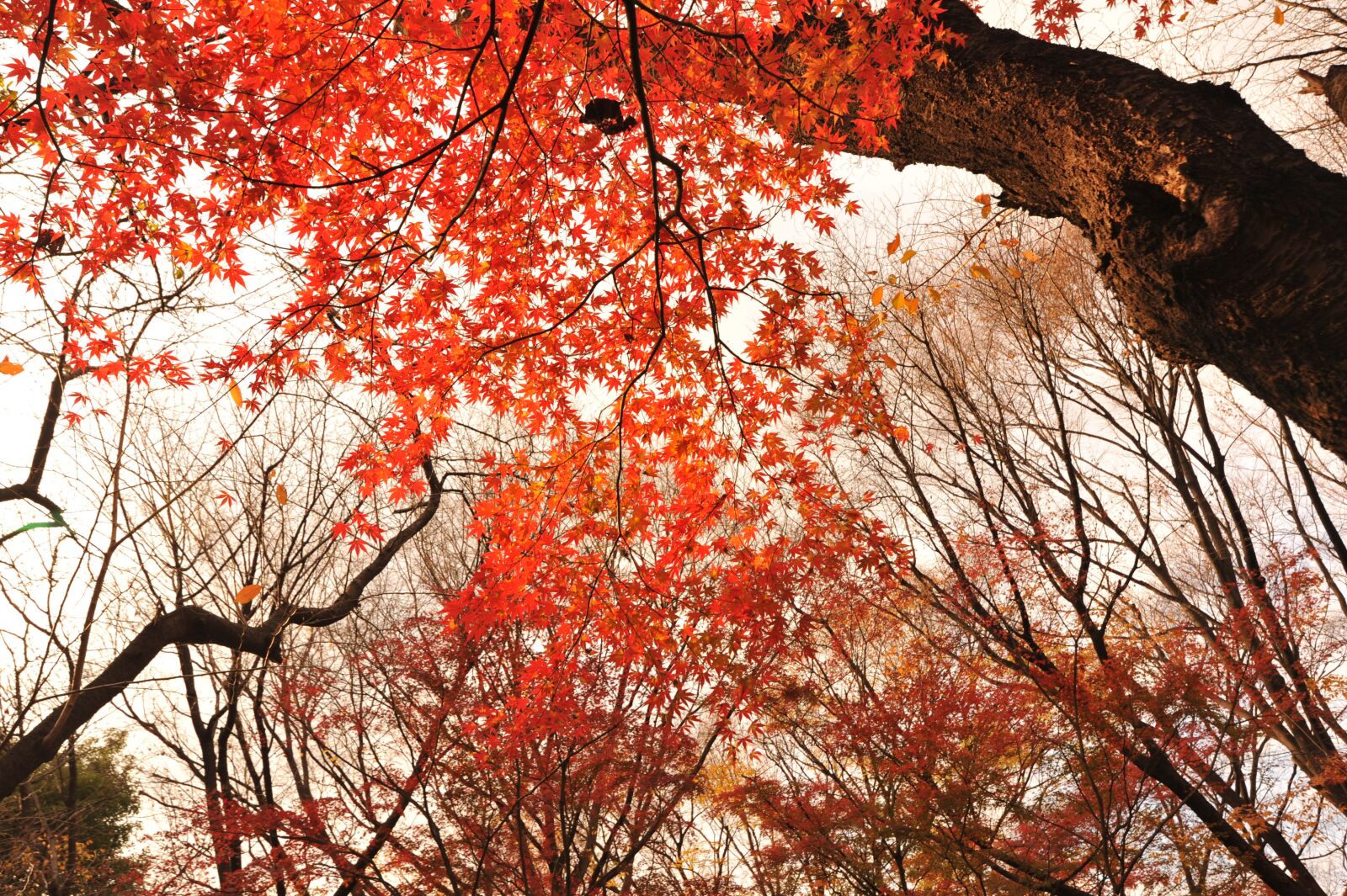 Nikon D700 sample photo. Autumnal leaves, park, evening photography