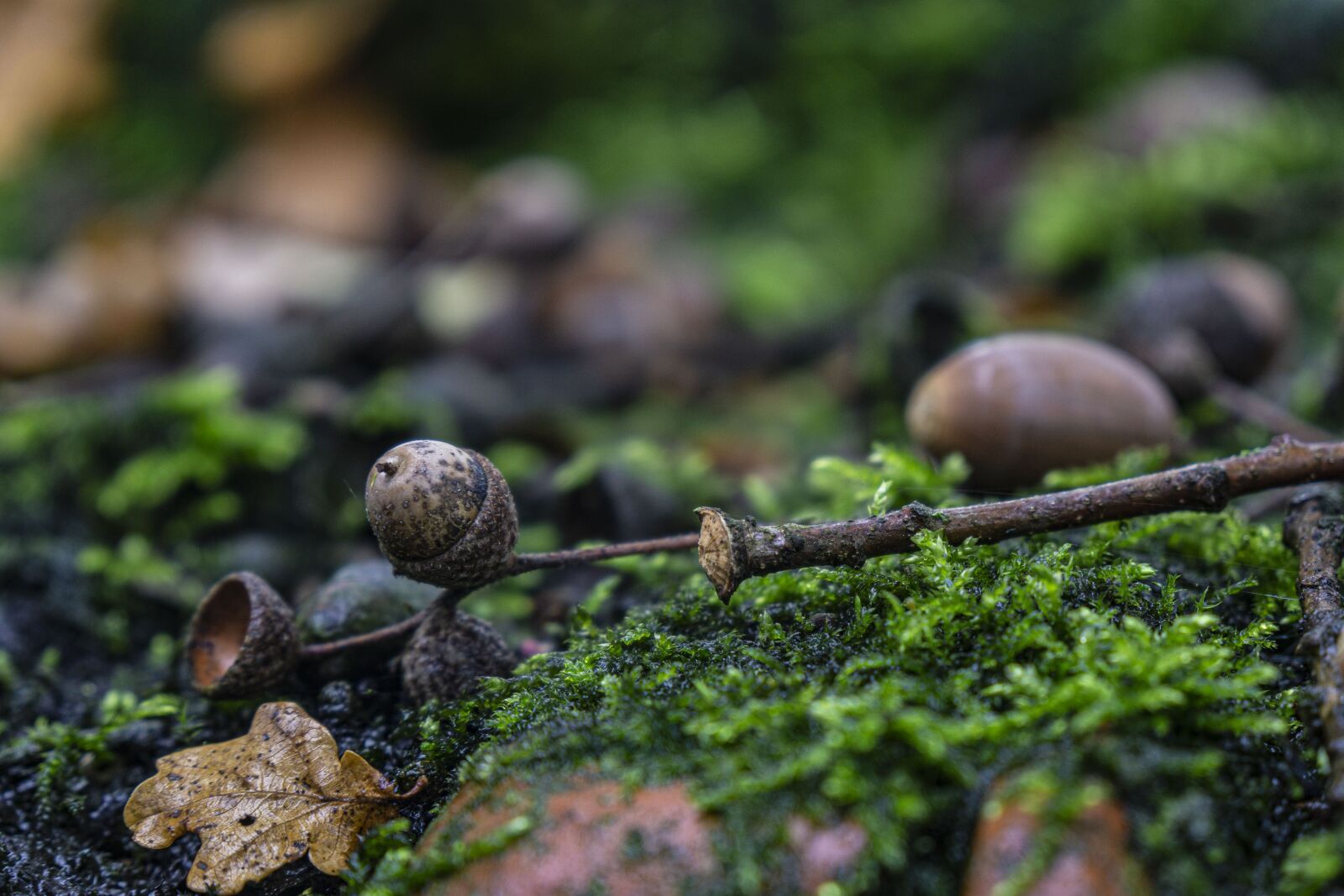 Sony a6000 + Sony Vario-Tessar T* E 16-70mm F4 ZA OSS sample photo. Acorns, moss, forest photography