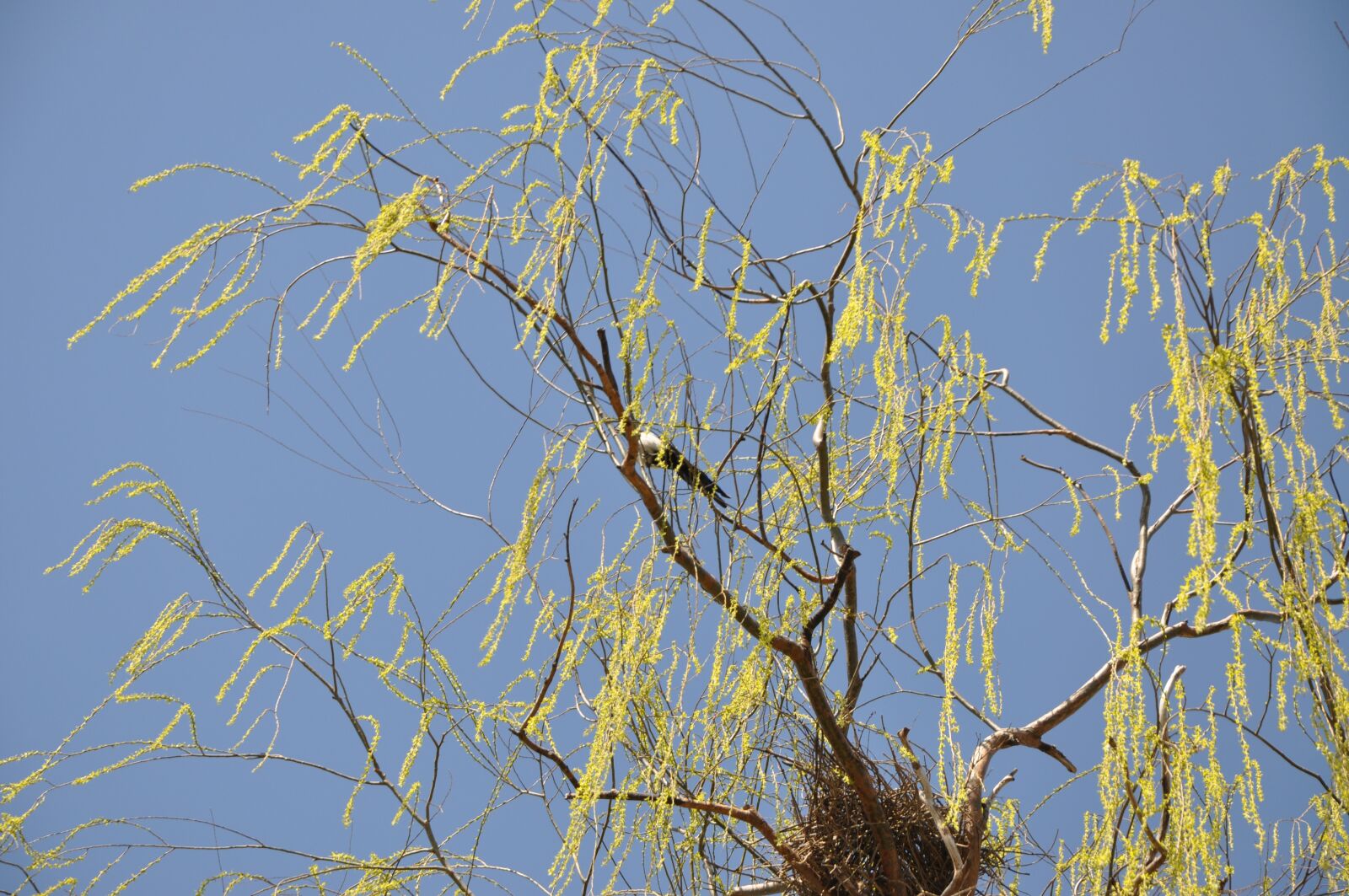 Nikon D90 sample photo. The scenery, natural, willow photography